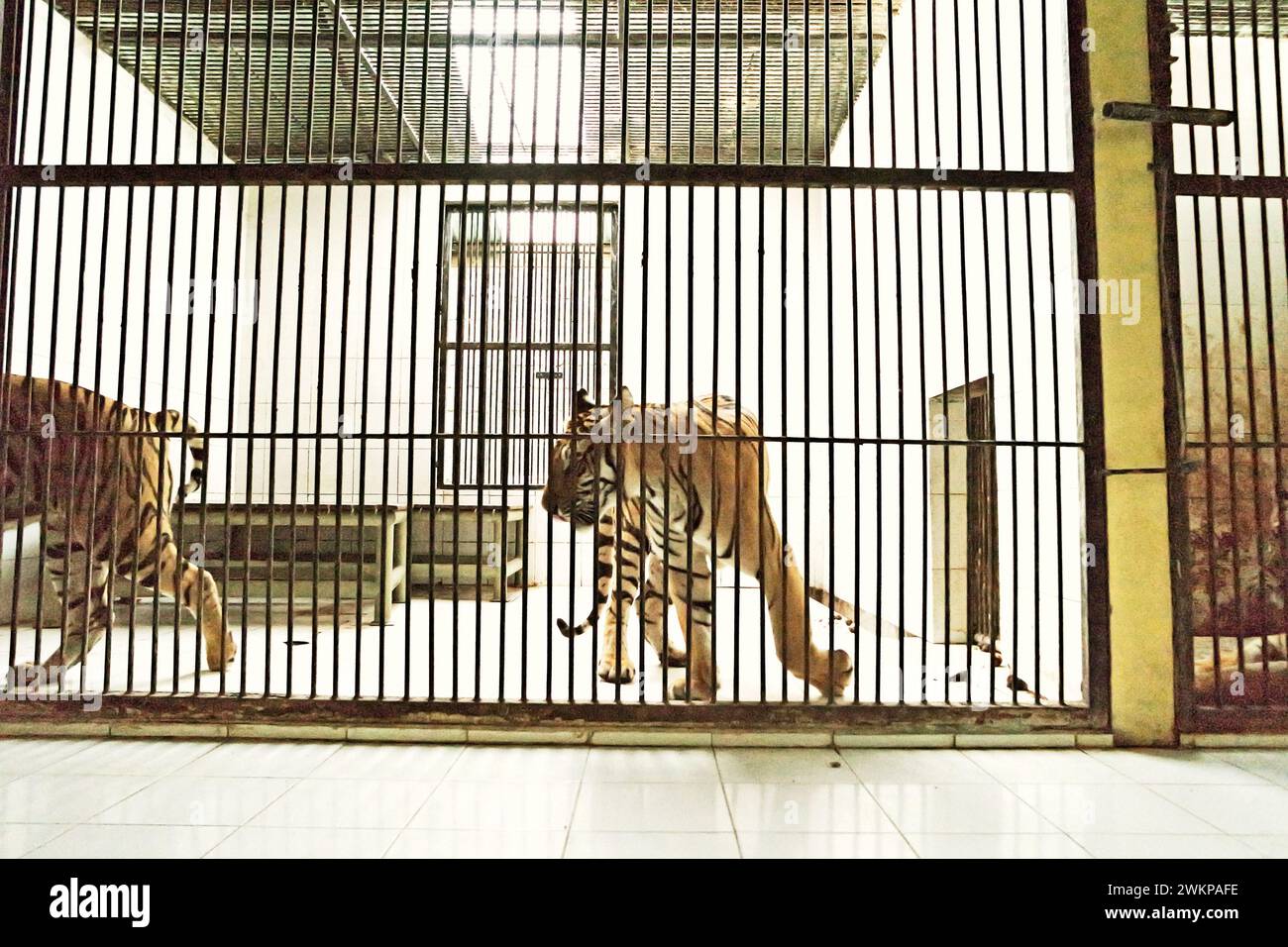 Tigri di Sumatra (Panthera tigris sondaica) presso una struttura veterinaria gestita dallo zoo di Bali a Singapadu, Sukawati, Gianyar, Bali, Indonesia. Foto Stock