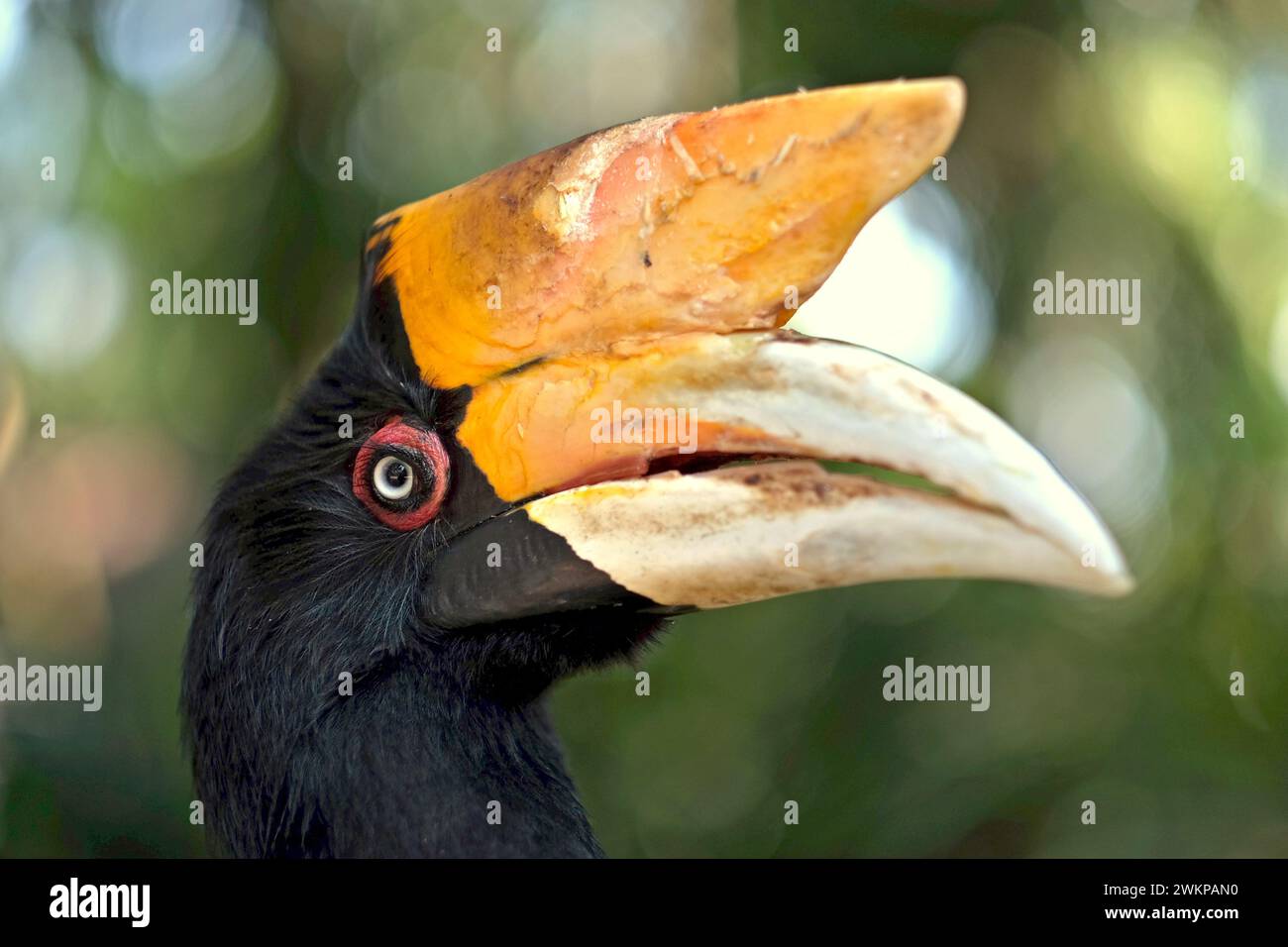 Una femmina adulta di carpino rinoceronte (rinoceronte di Buceros) viene fotografata nello zoo di Bali a Singapadu, Sukawati, Gianyar, Bali, Indonesia. Foto Stock