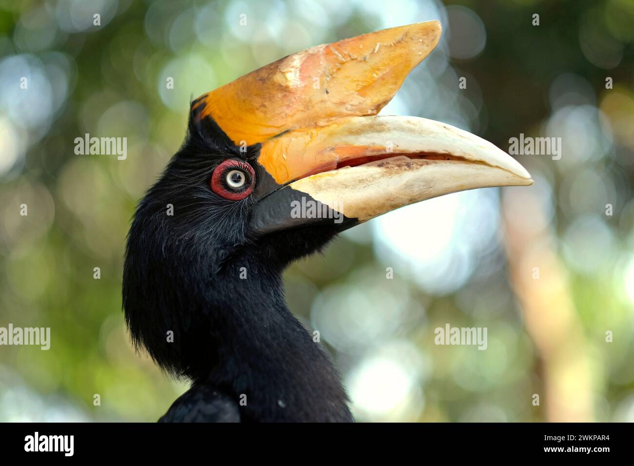 Una femmina adulta di carpino rinoceronte (rinoceronte di Buceros) viene fotografata nello zoo di Bali a Singapadu, Sukawati, Gianyar, Bali, Indonesia. Foto Stock