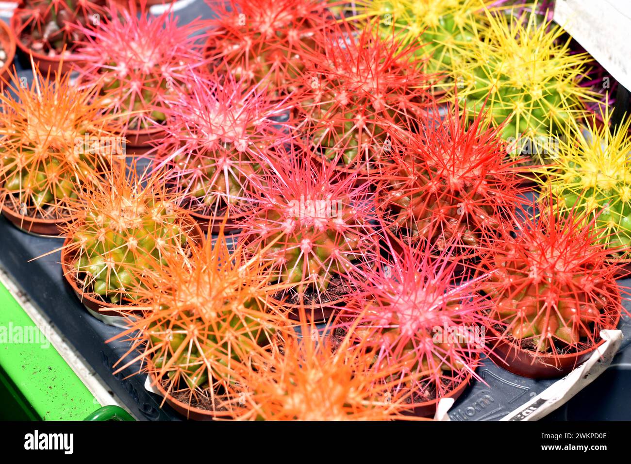 Vetrina in un negozio con cactus di diversi colori. Foto Stock