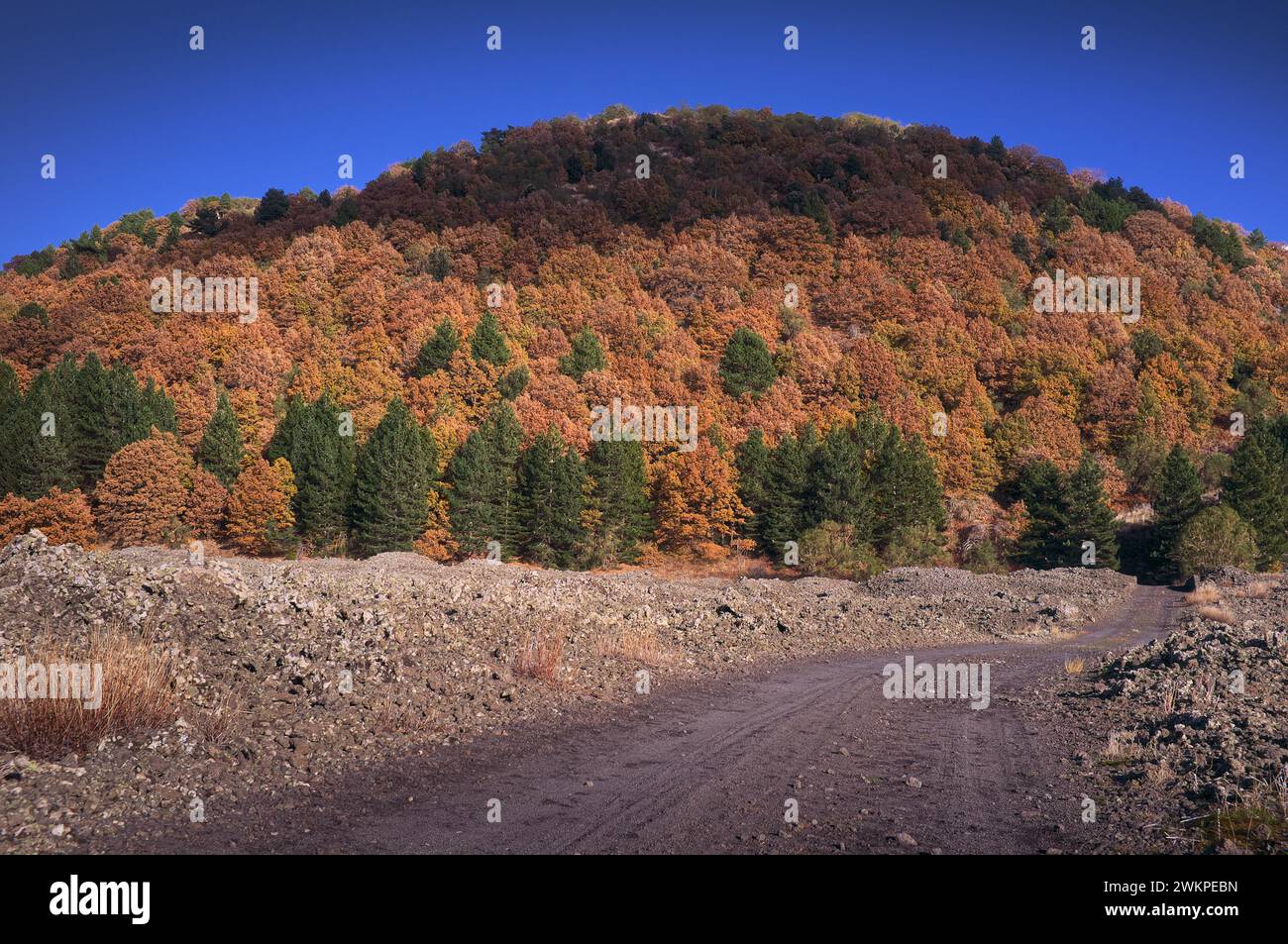 Colora gli alberi autunnali del 'Monte Lepre' nel Parco dell'Etna, Sicilia, Italia Foto Stock