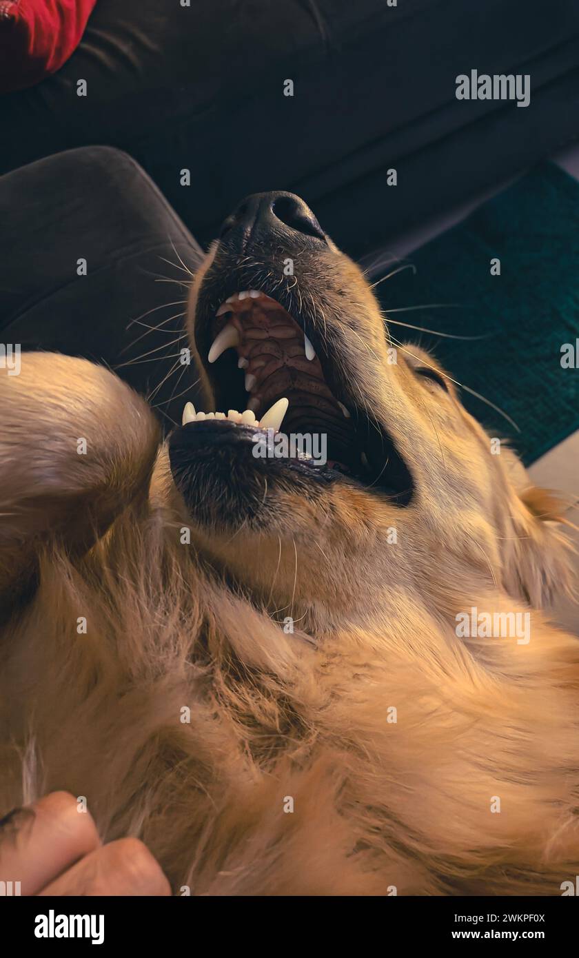 Carino piccolo Golden retriever Foto Stock