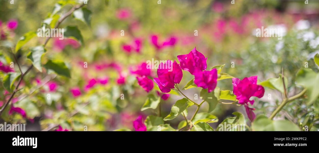 Splendidi fiori di Bougainvillea e piante di bouganville in estate lussureggiante stagione delle piogge (Bougainvillea glabra Choisy). fiori rosa viola Foto Stock