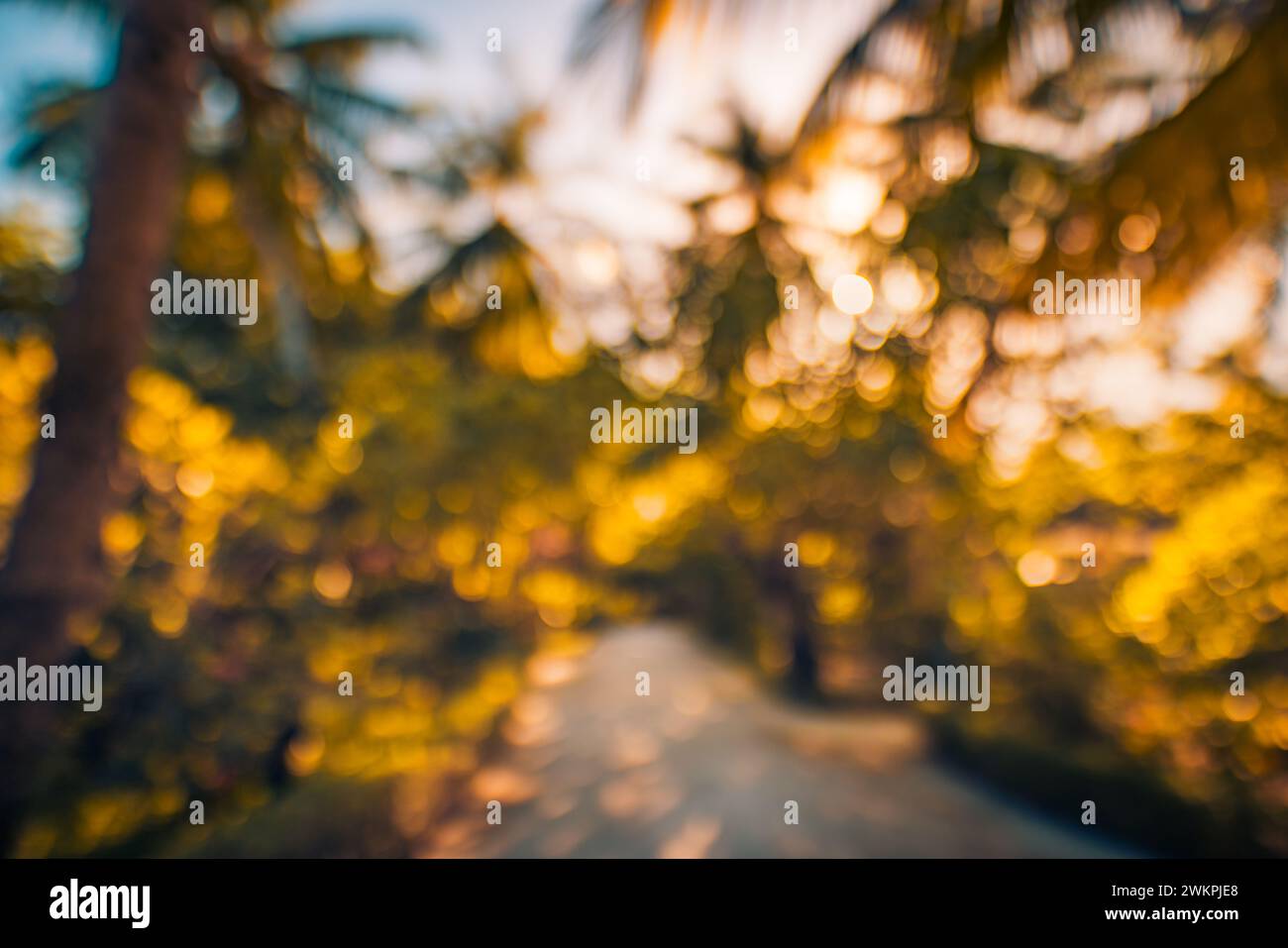 Primo piano astratto di foglie di palma tropicali, motivo naturale esotico. Luce solare, fogliame verde sfocato. Rilassante vista sulla natura, naturale struttura a foglia Foto Stock