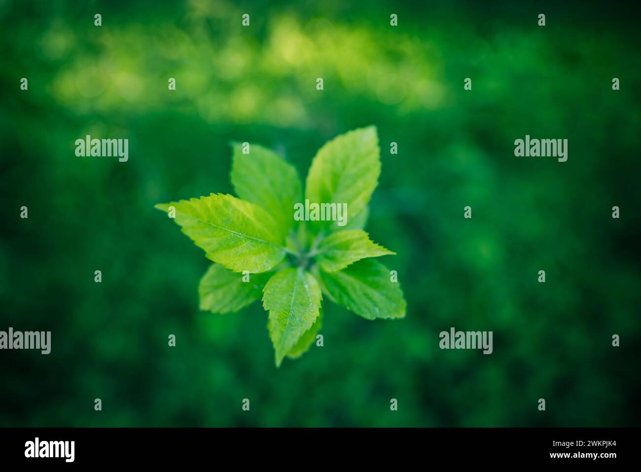 Sfondo verde. La natura delle foglie verdi sfoca il lussureggiante fogliame in giardino d'estate. Piante di foglie verdi naturali in primo piano come sfondo primaverile Foto Stock