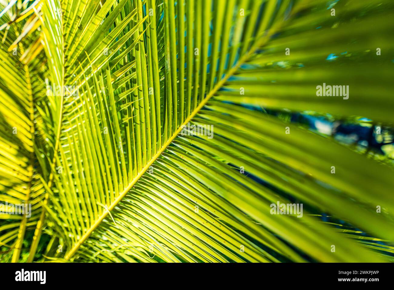 Foglie di palma tropicali da primo piano e ombre, esotico sfondo verde naturale astratto e lussureggiante, texture dai toni scuri. Giardino solare parco vegetale estivo Foto Stock