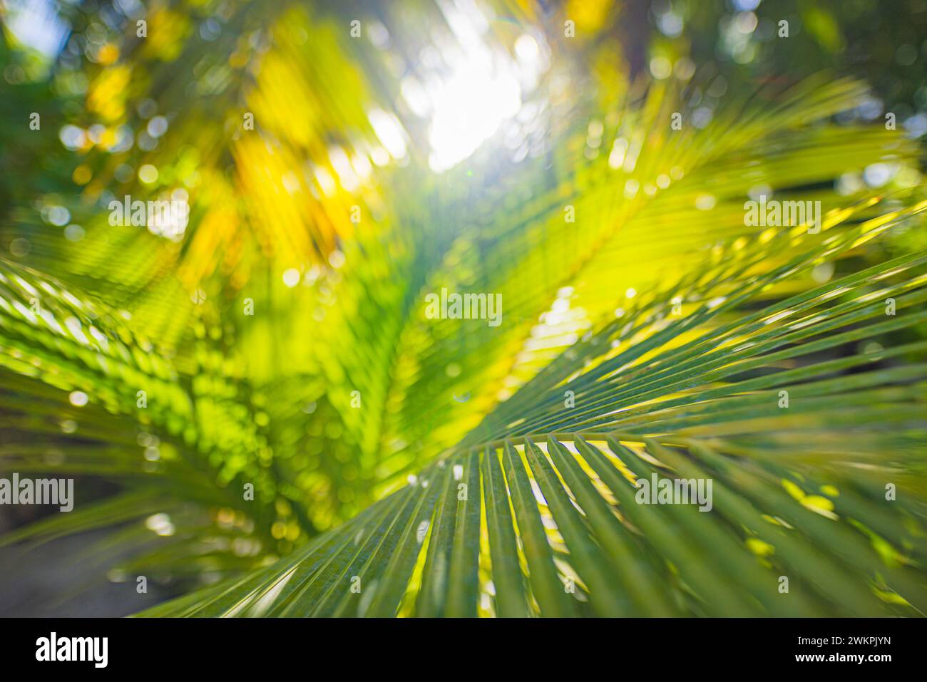 Foglie di palma tropicali da primo piano e ombre, esotico sfondo verde naturale astratto e lussureggiante, texture dai toni scuri. Giardino solare parco vegetale estivo Foto Stock