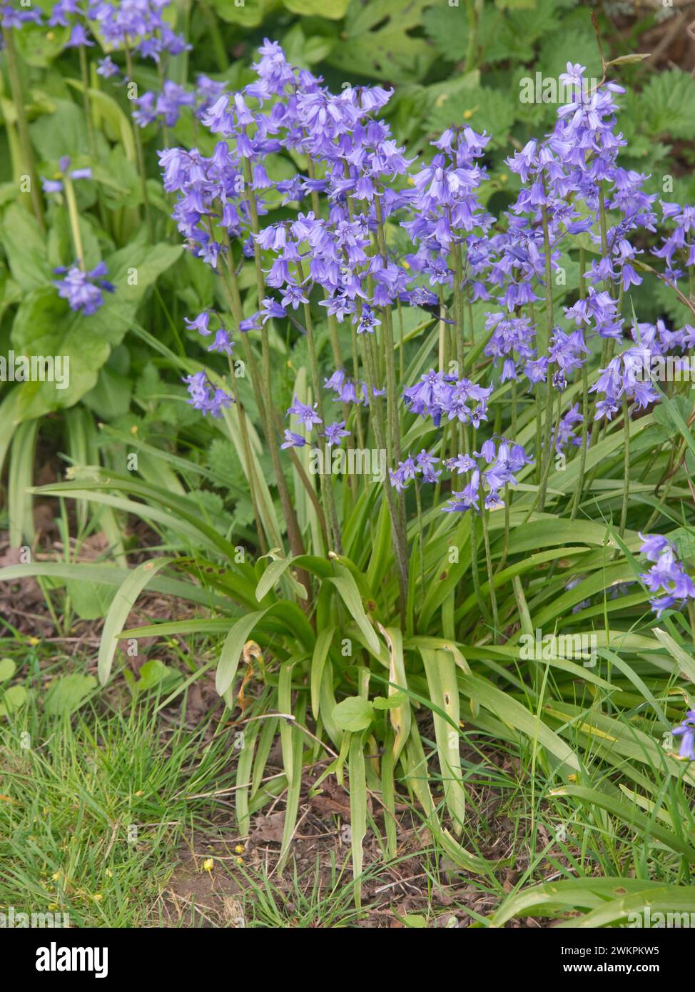 Campane spagnole naturali (Hyacinthoides hispanica) in fiore tra piante erbacee selvatiche, specie invasive, Berkshire, maggio Foto Stock