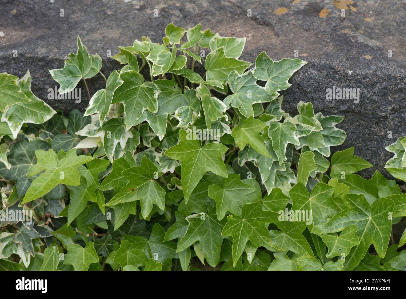 edera variegata (Hedera Helix) con bordi crema alle foglie e foglie verdi invertite sulla stessa pianta che cresce sopra le rocce in un giardino, maggio Foto Stock