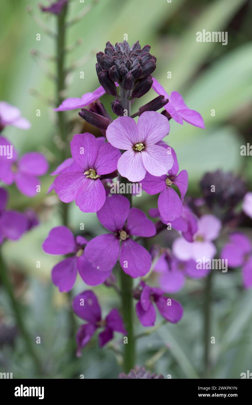 Erysimum 'Bowles Mauve', fiore perenne, sfumature di viola nei fiori aperti e boccioli di fiori su una pianta da giardino, Berkshire, maggio Foto Stock