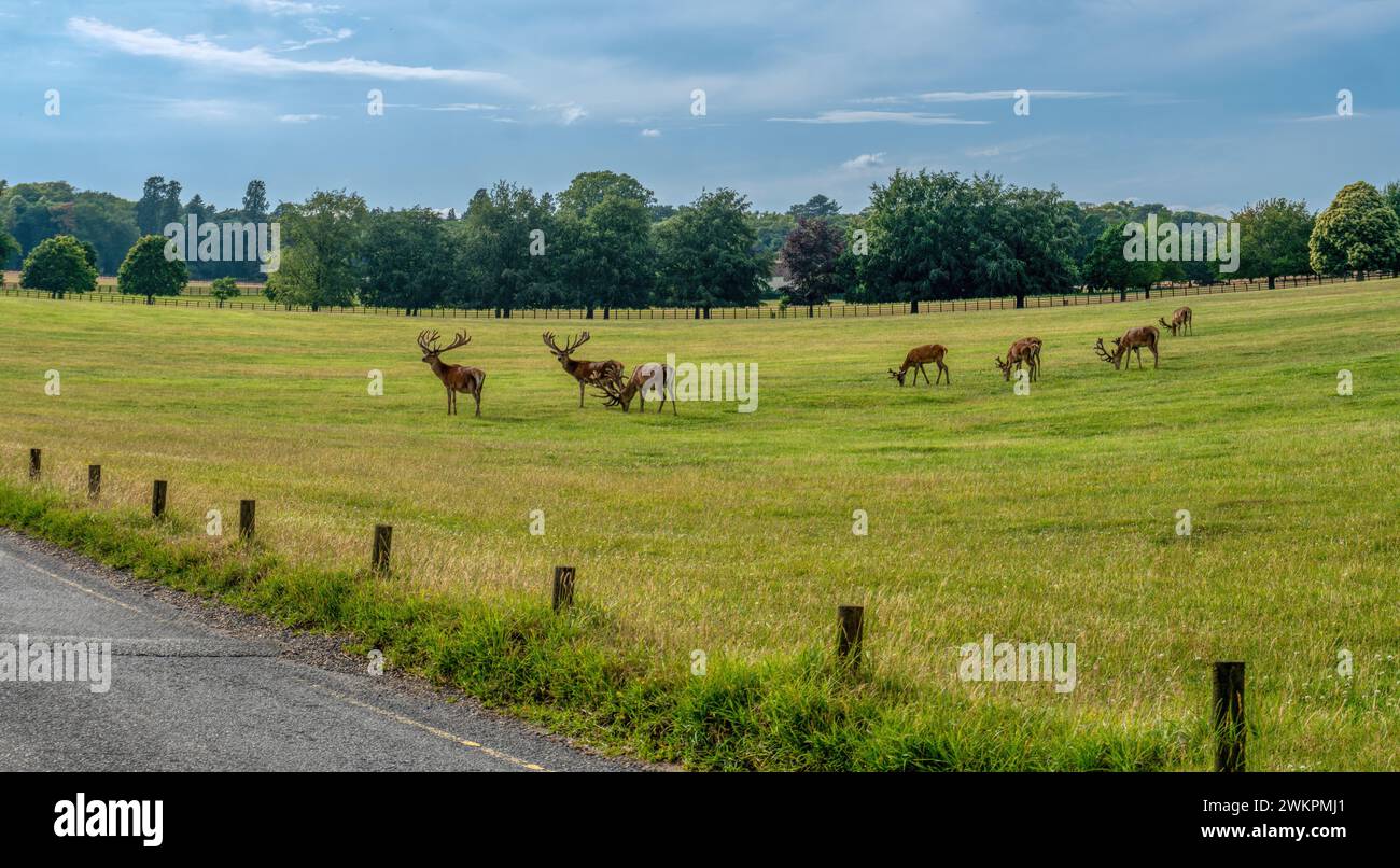 regno unito Inghilterra, mandria di cervi rossi che pascolano sul prato in un ambiente naturale, vicino all'autostrada, che rappresenta una minaccia per il traffico in arrivo Foto Stock
