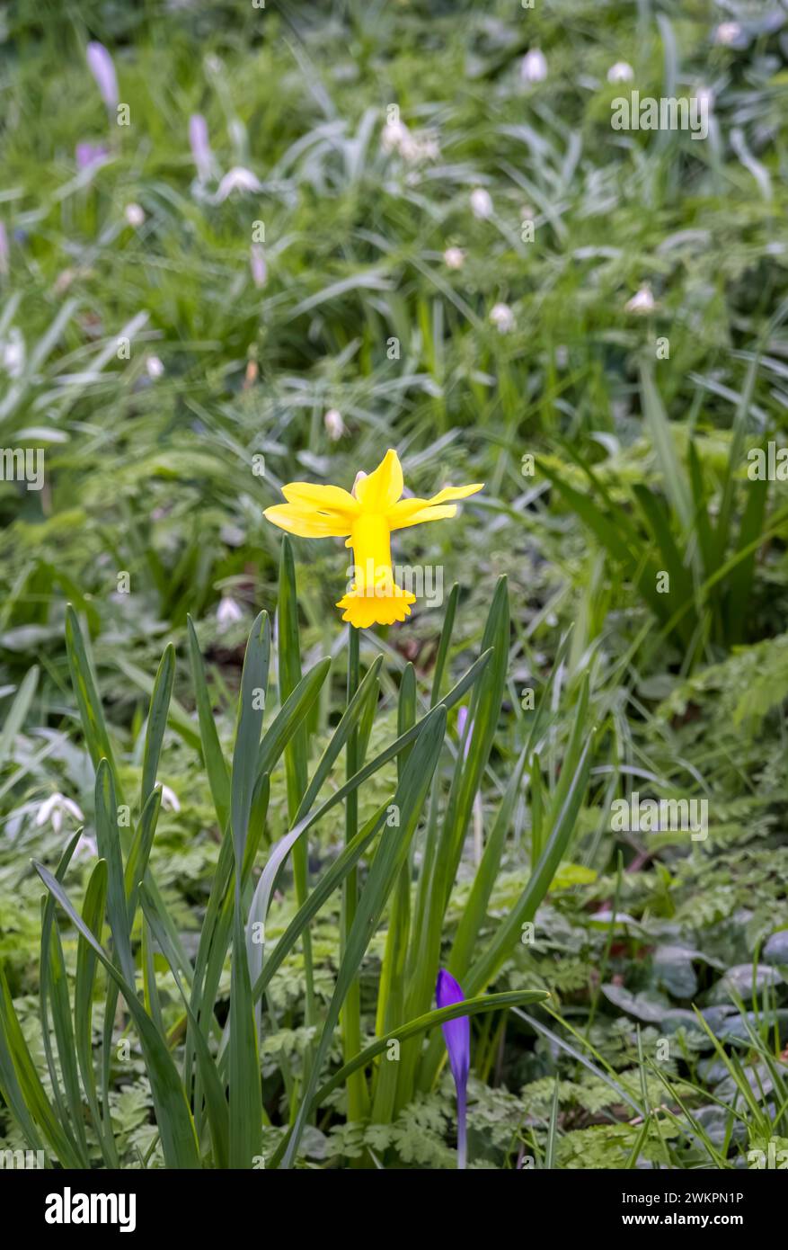 Febbraio: Un narcidio d'oro in fiore Foto Stock