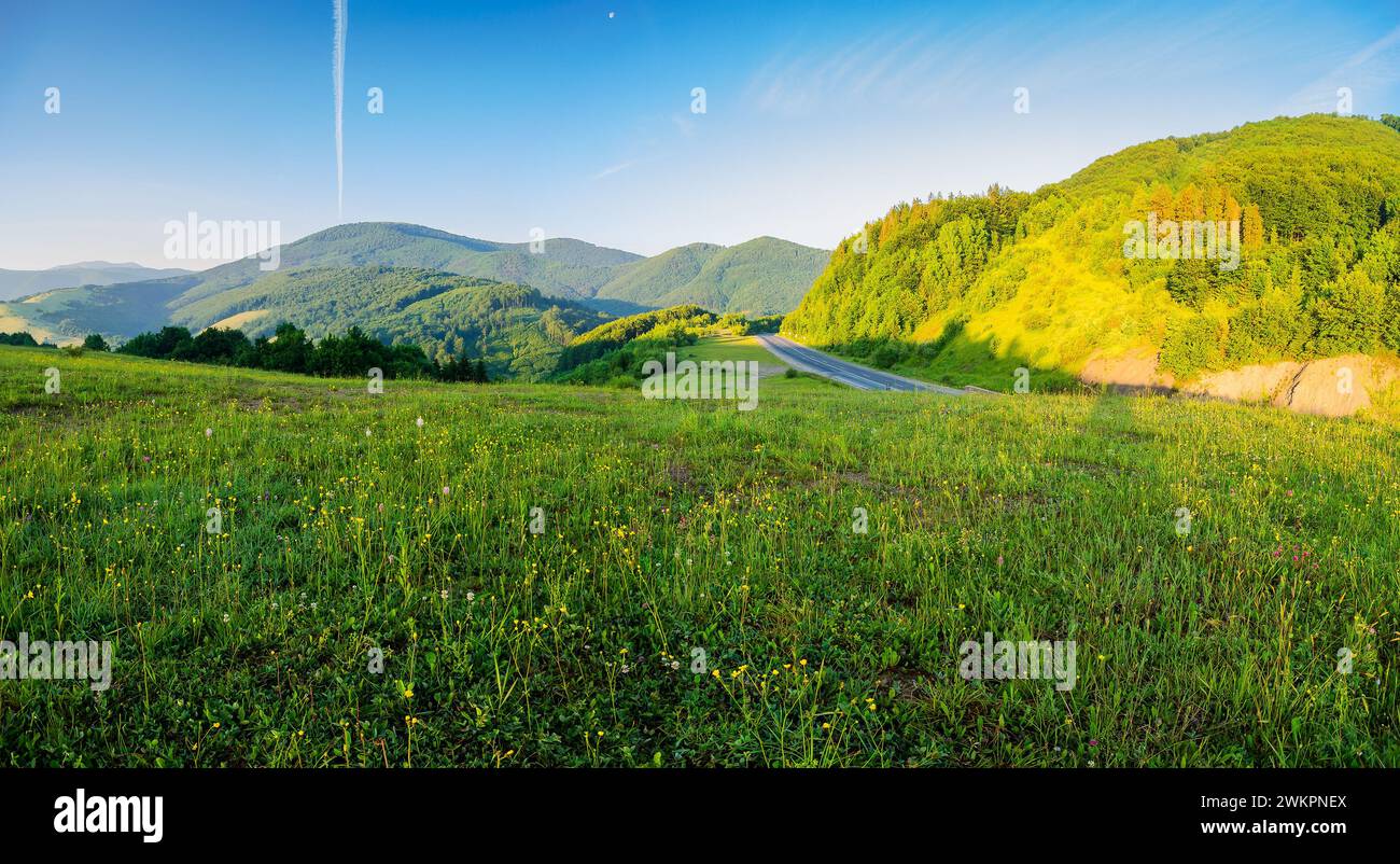 prato erboso delle montagne dei carpazi in estate. splendido paesaggio di campagna panoramico dell'ucraina con colline boscose alla luce del mattino. runni stradali Foto Stock