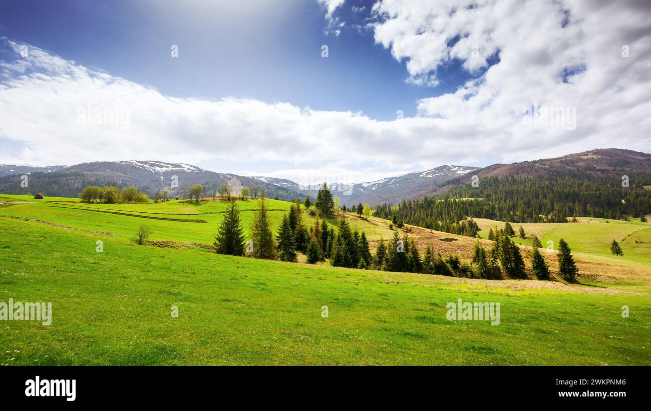 vista panoramica della campagna dei carpazi in primavera. paesaggio rurale montagnoso dell'ucraina con colline ondulate boscose e prati erbosi su un soleggiato d Foto Stock