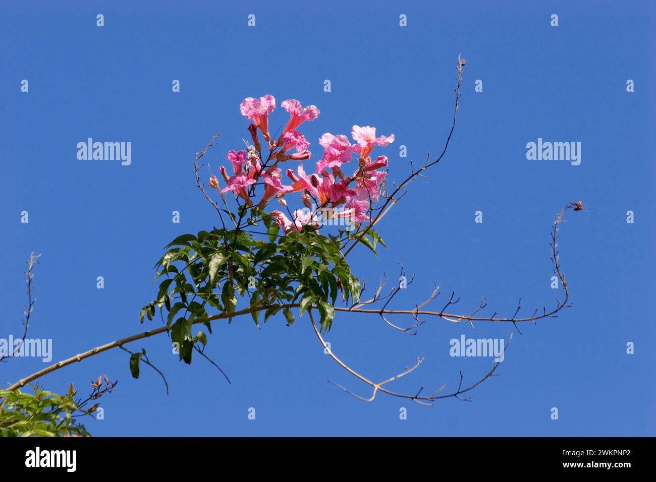 Tromba rosa (Podranea ricasoliana) la Palma, Isole Canarie, Spagna Foto Stock