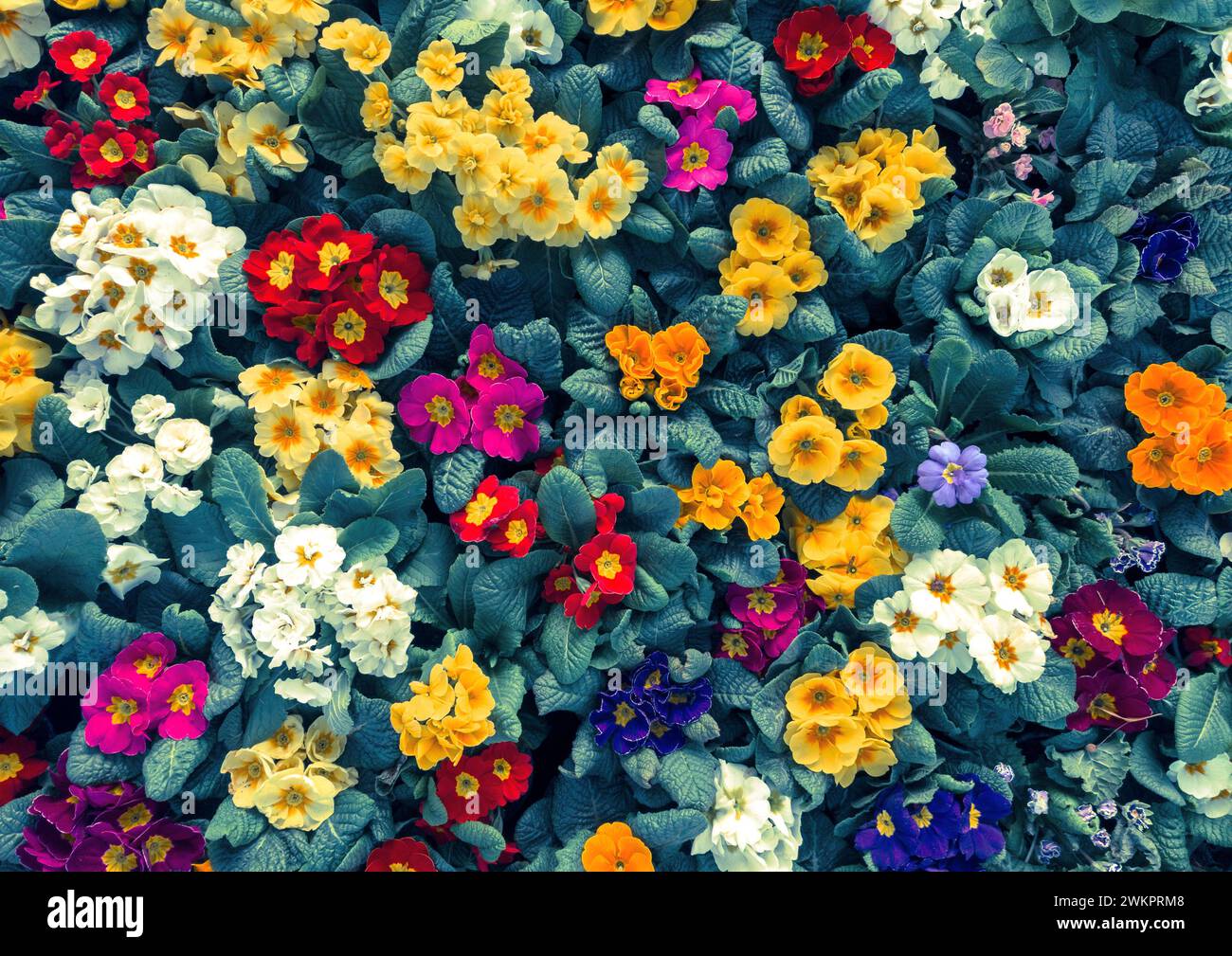 Fiori colorati sfondo Foto Stock