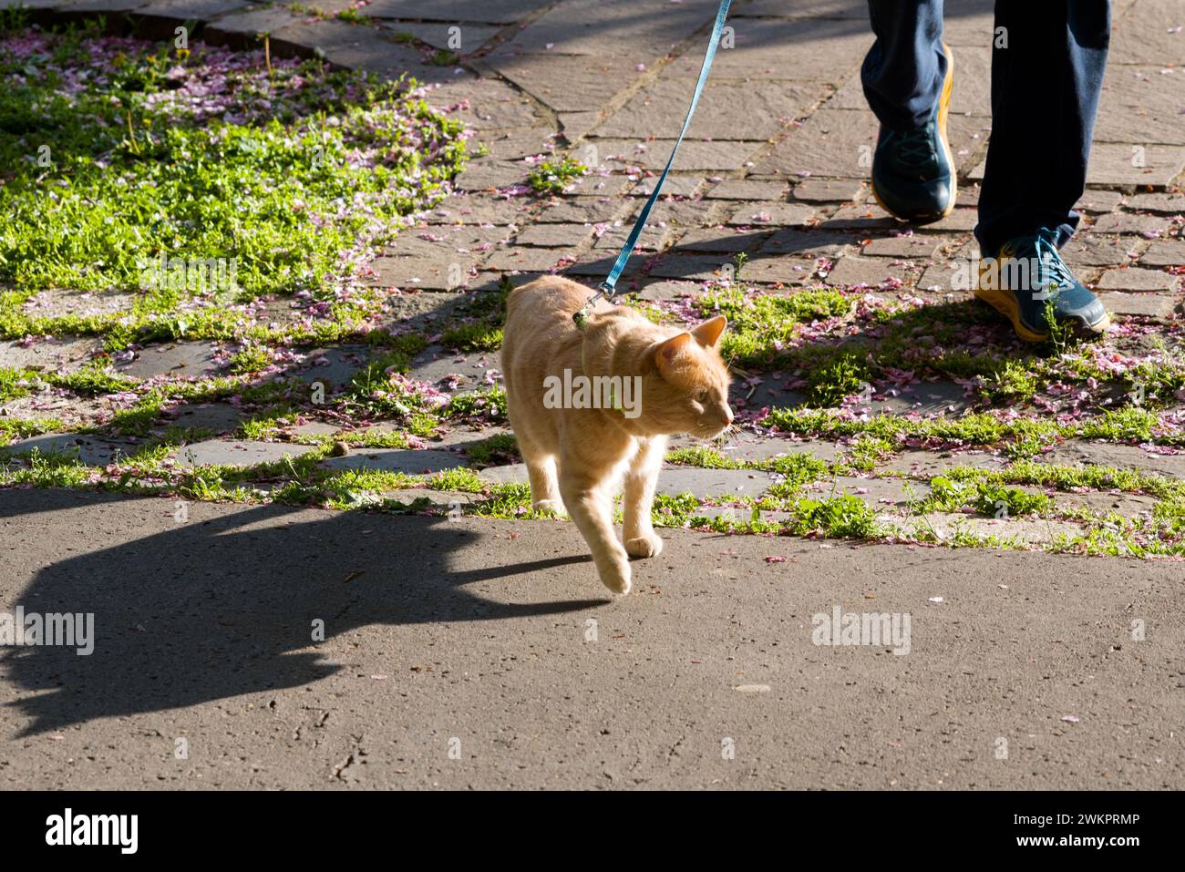 Camminare un gatto al guinzaglio Foto Stock