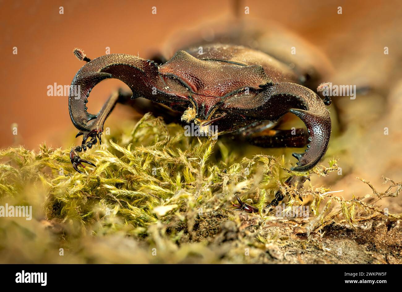 Un coleottero cervo con grandi mandibole Foto Stock