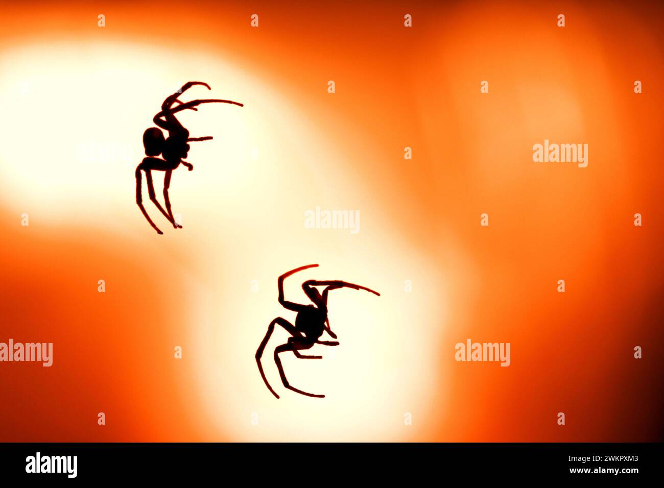 ragno da giardino (araneus diadematus) dietro la luce di un lampione stradale Foto Stock