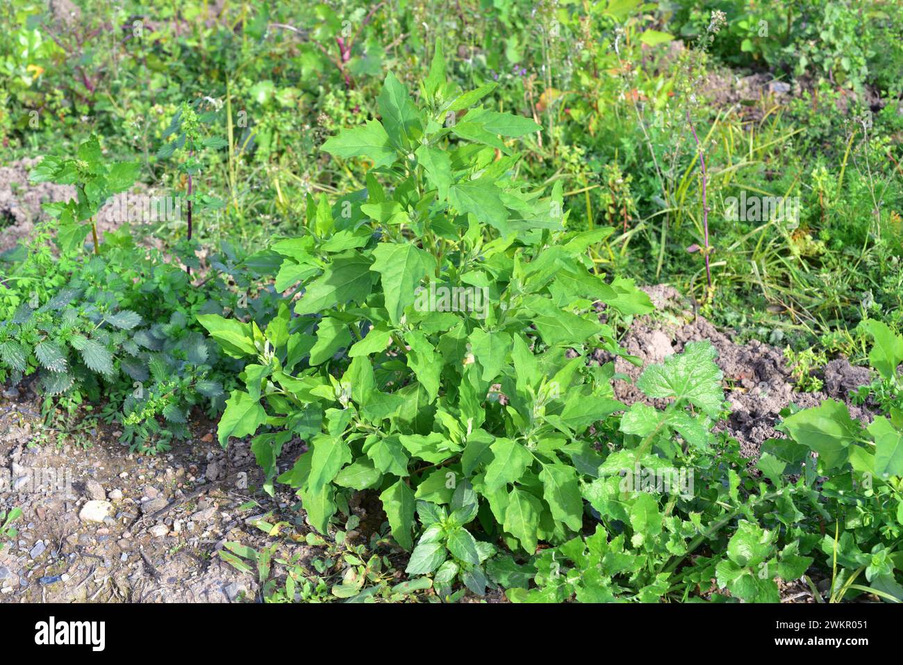 Lamb's quarters, goosefoot or FAT-hen (album Chenopodium) è una pianta annuale commestibile. Questa foto è stata scattata a Baix Llobregat, provincia di Barcellona, Catal Foto Stock