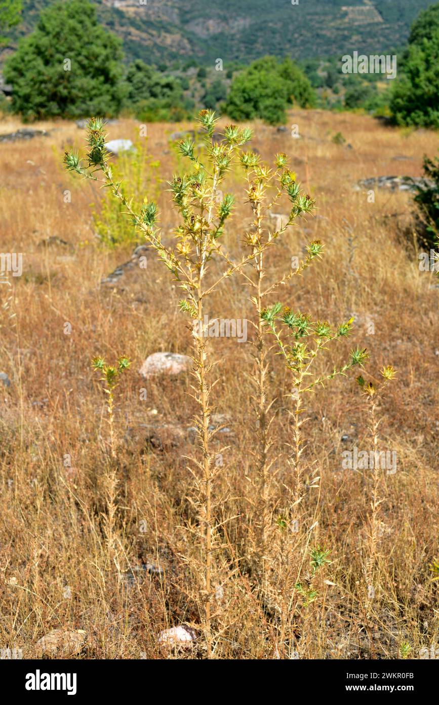 Cartamo o cardo di zafferano (Carthamus lanatus) è una pianta spinosa annuale originaria del bacino del Mediterraneo. Questa foto è stata scattata ad Arribes del Duer Foto Stock