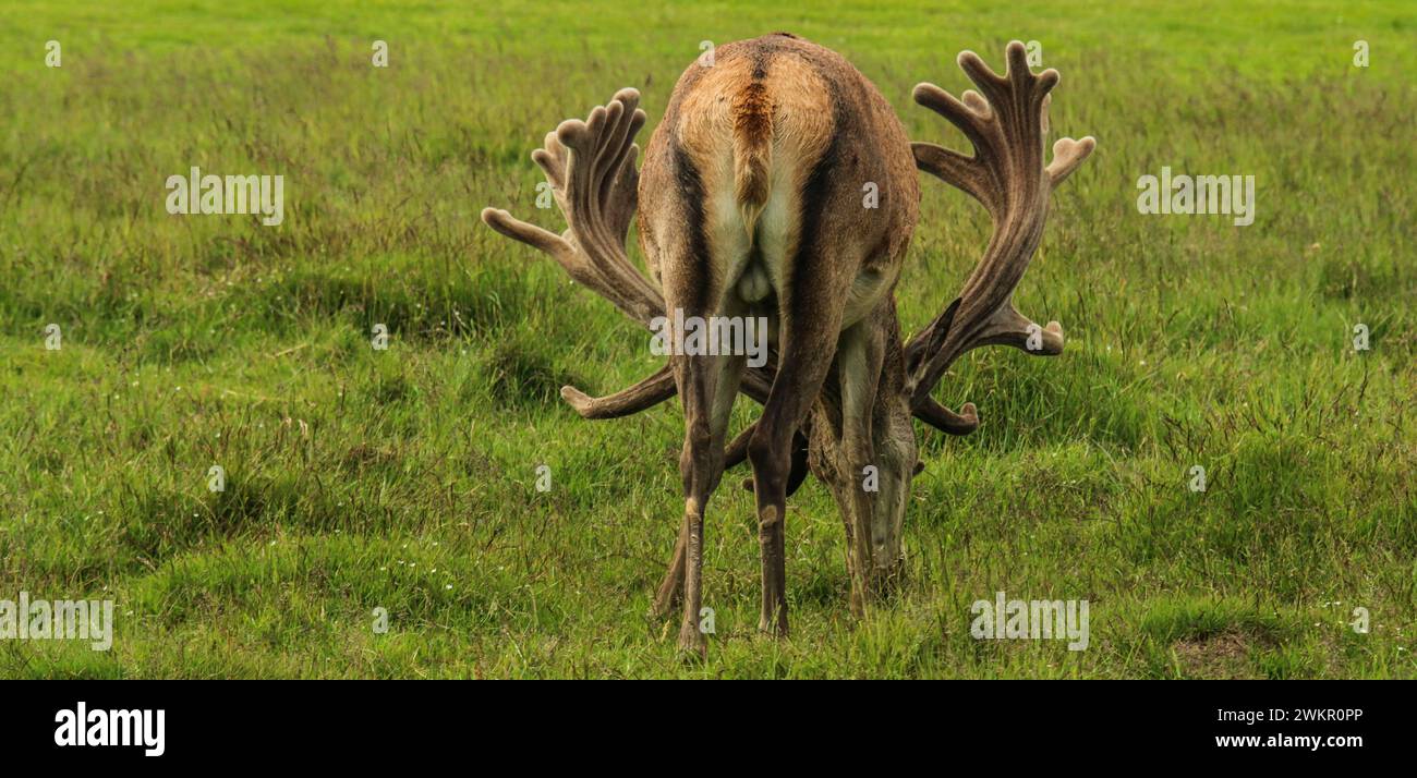 Cervo maschio (Cervus elaphus) che pascolano a giugno nel prato del parco naturale Dyrehaven, Danimarca Foto Stock