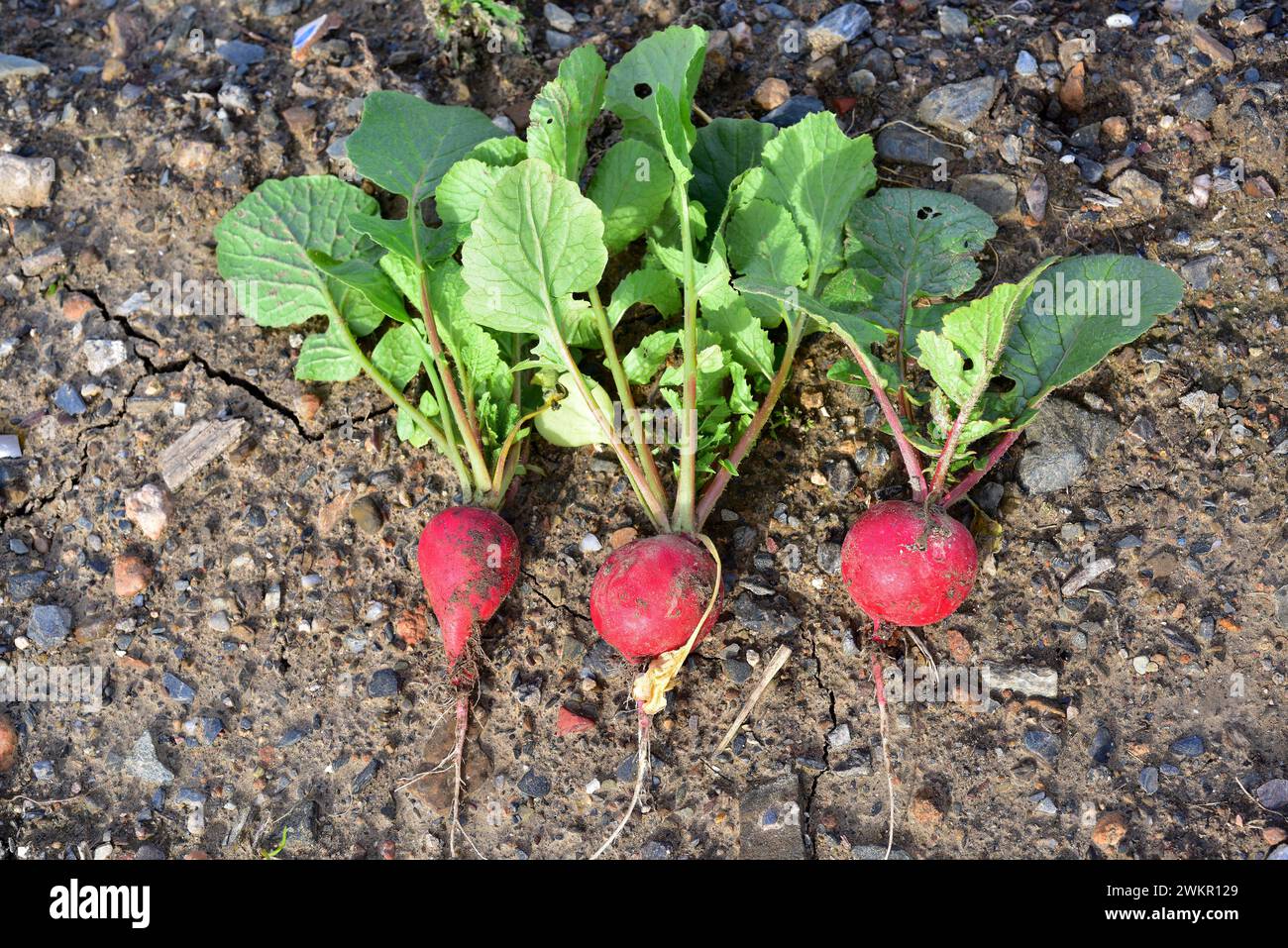 Il rafano (Raphanus sativus) è una pianta annuale di radice commestibile. Questa foto è stata scattata a Baix Llobregat, provincia di Barcellona, Catalogna, Spagna. Foto Stock