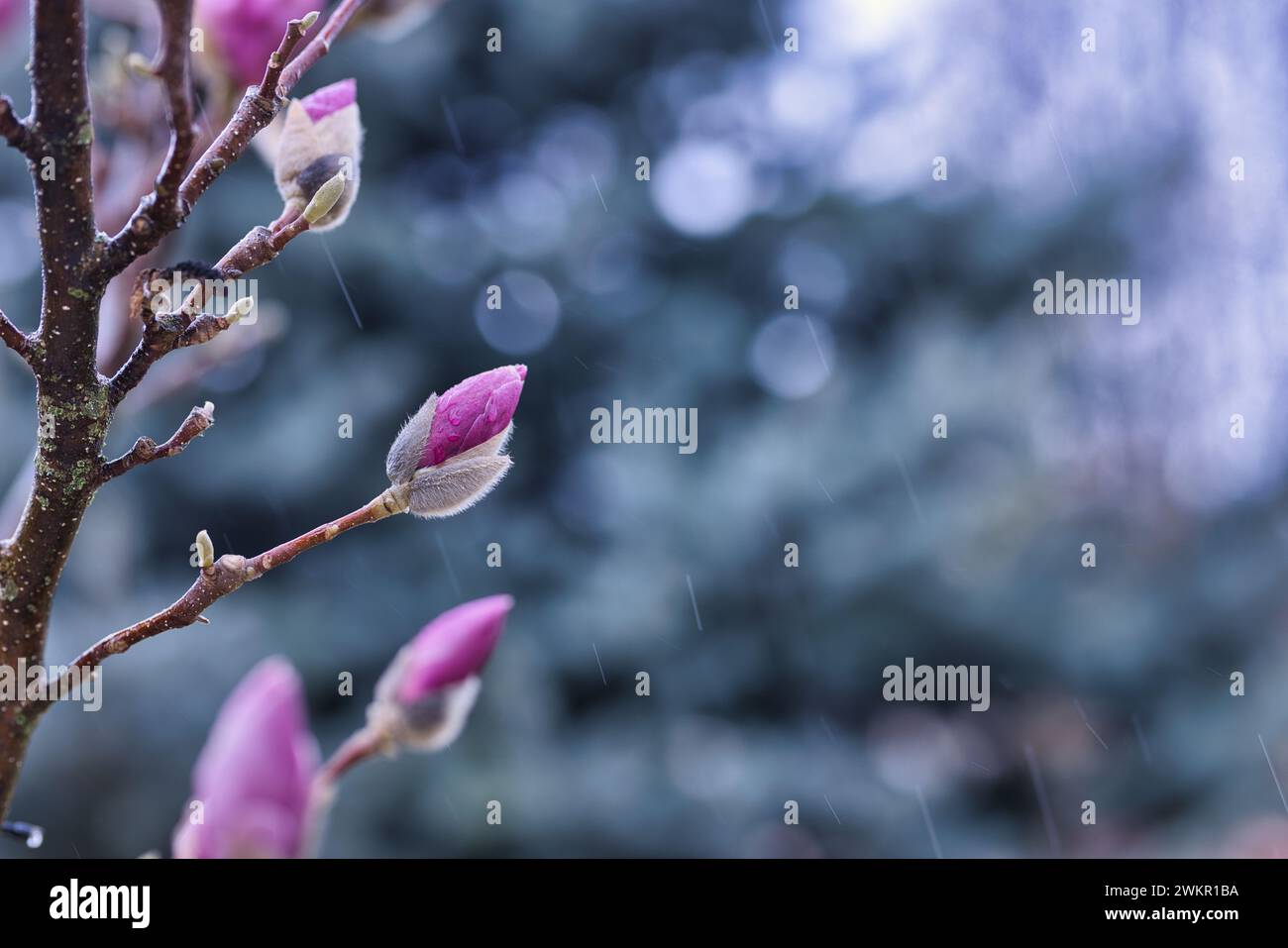 Sfondo della fioritura primaverile. Splendida scena naturale con alberi in fiore e gocce di pioggia. Gemme artistiche di fiori primaverili, incredibile paesaggio naturale Foto Stock