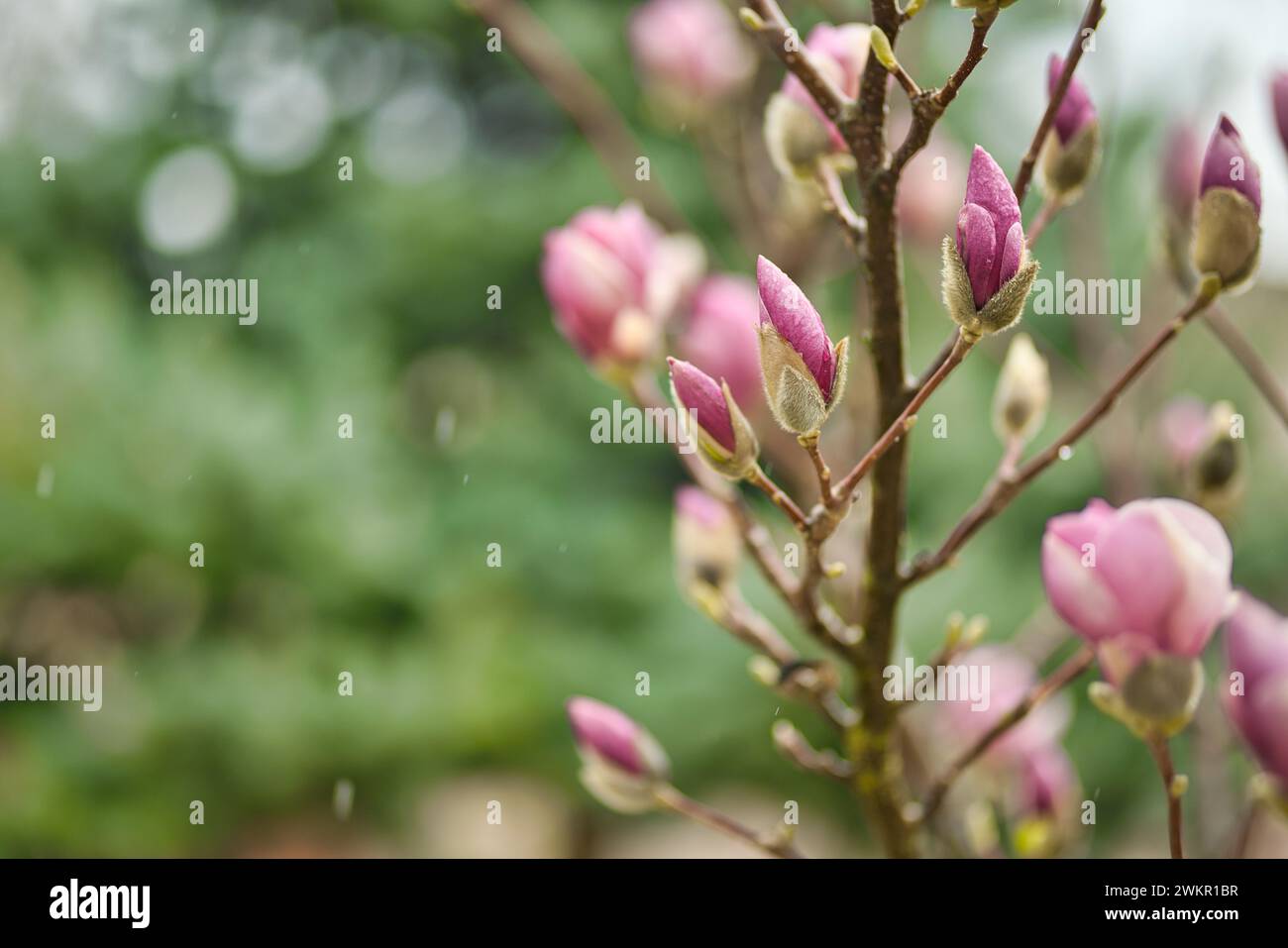 Sfondo della fioritura primaverile. Splendida scena naturale con alberi in fiore e gocce di pioggia. Gemme artistiche di fiori primaverili, incredibile paesaggio naturale Foto Stock