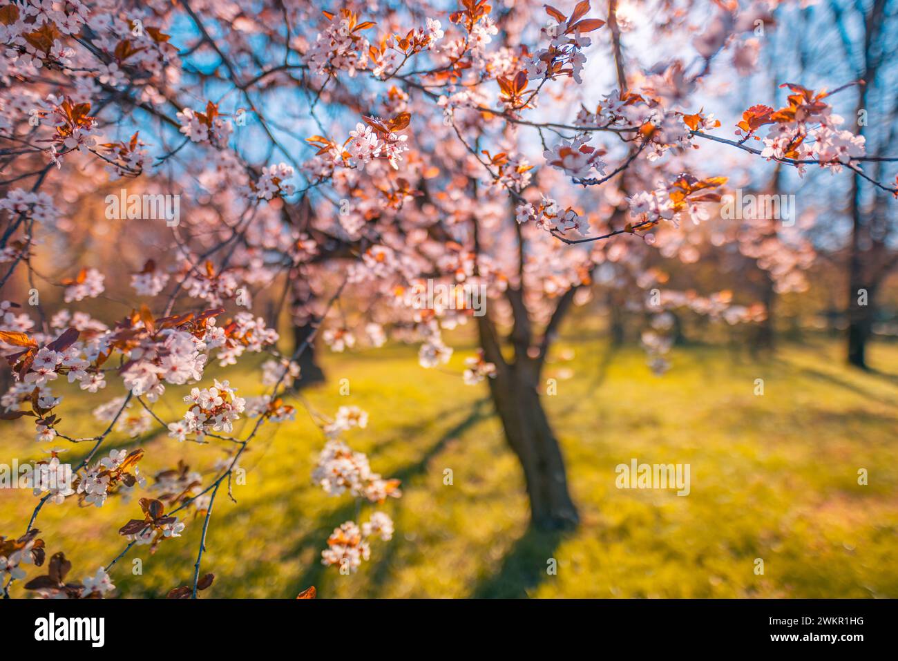 Splendida primavera floreale sullo sfondo astratto della natura. Ravviva la natura in fiore messa a fuoco morbida su un delicato sfondo azzurro del cielo. Foto Stock