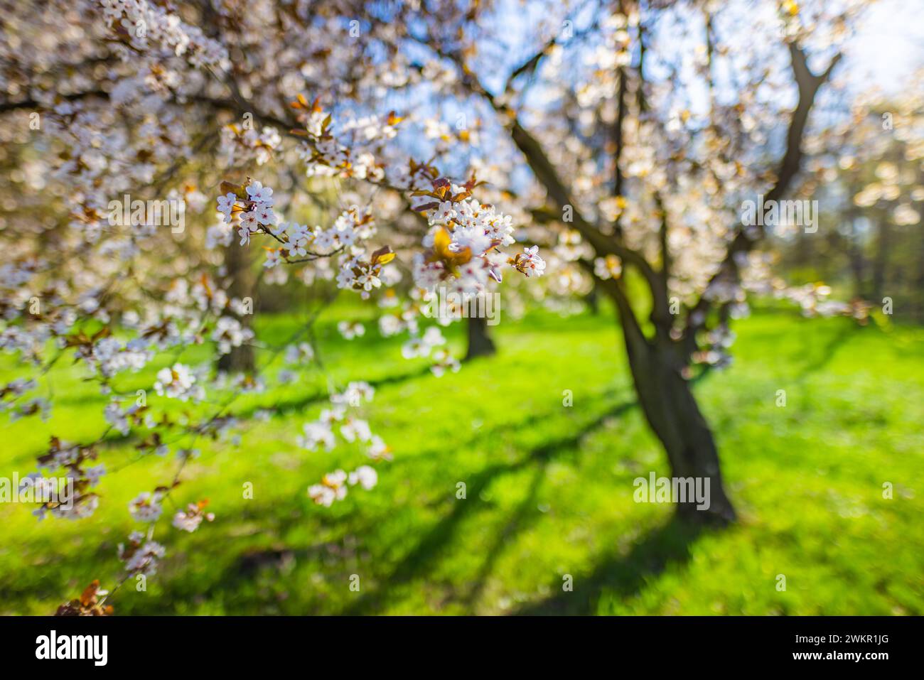 Splendida primavera floreale sullo sfondo astratto della natura. Ravviva la natura in fiore messa a fuoco morbida su un delicato sfondo azzurro del cielo. Foto Stock
