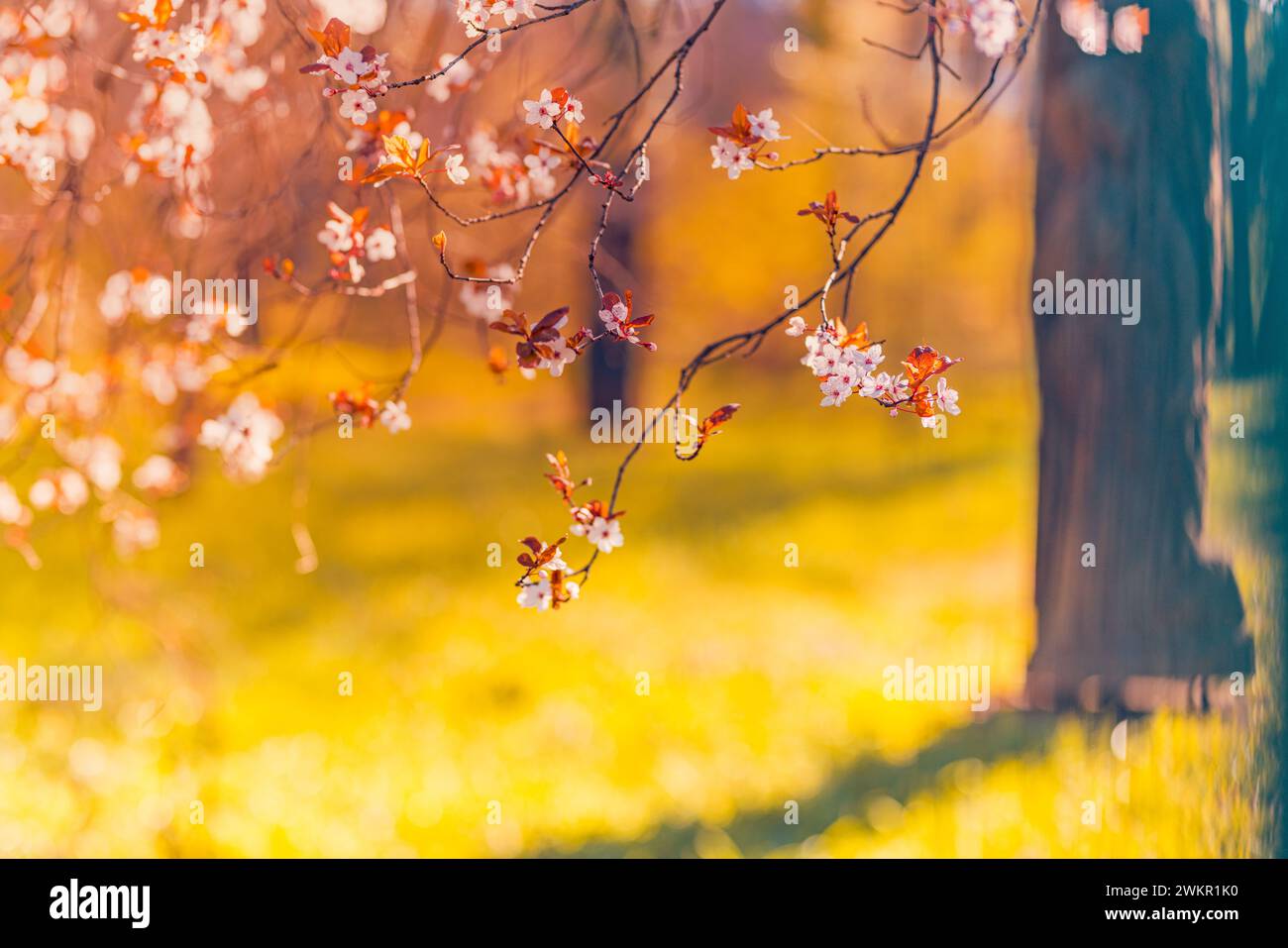 Splendida primavera floreale sullo sfondo astratto della natura. Ravviva la natura in fiore messa a fuoco morbida su un delicato sfondo azzurro del cielo. Foto Stock