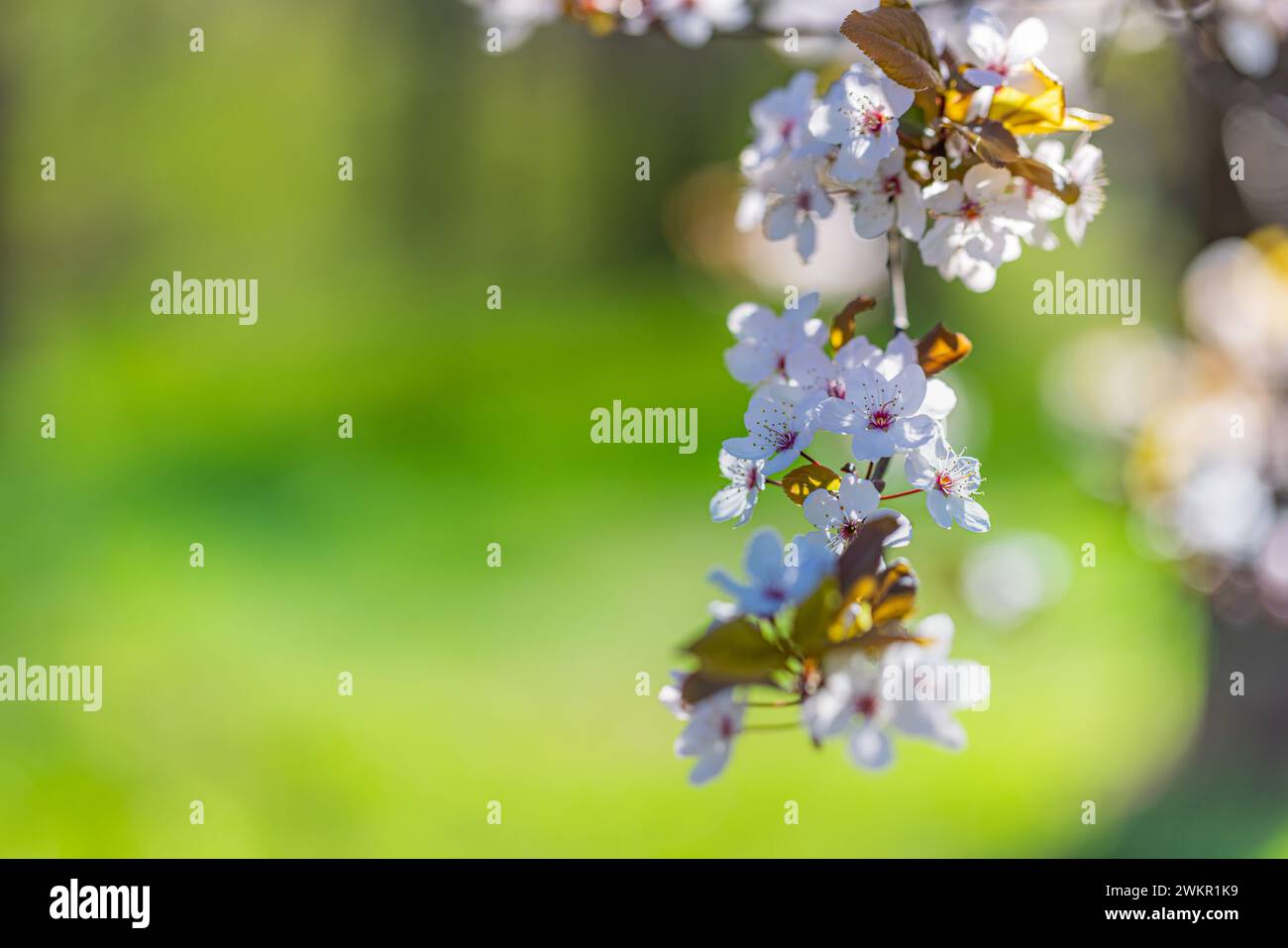 Splendida primavera floreale sullo sfondo astratto della natura. Ravviva la natura in fiore messa a fuoco morbida su un delicato sfondo azzurro del cielo. Foto Stock