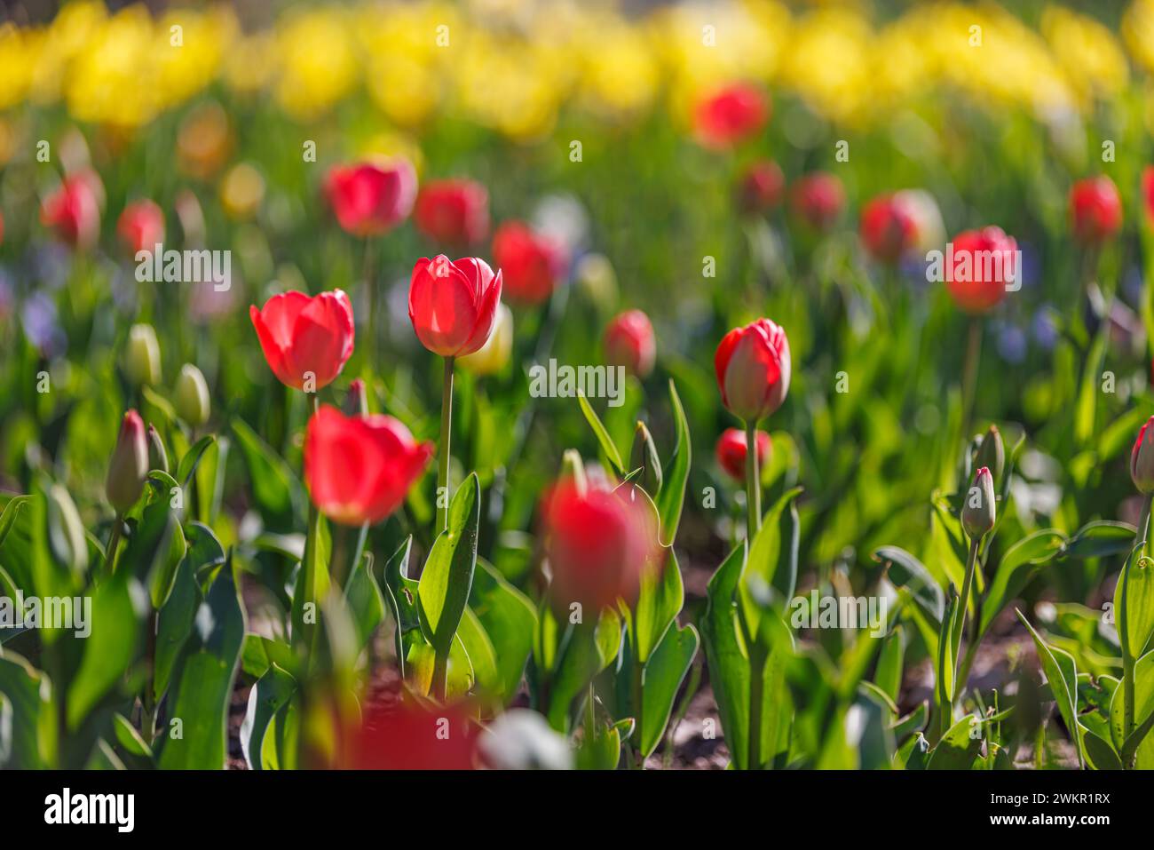 Splendidi tulipani colorati su un paesaggio naturale soleggiato in primavera. Panorama fiorito di tulipani per un amore primaverile nella natura, una romantica carta da sogno Foto Stock