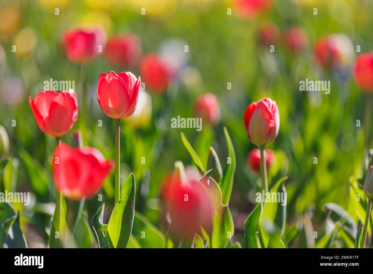 Splendidi tulipani colorati su un paesaggio naturale soleggiato in primavera. Panorama fiorito di tulipani per un amore primaverile nella natura, una romantica carta da sogno Foto Stock