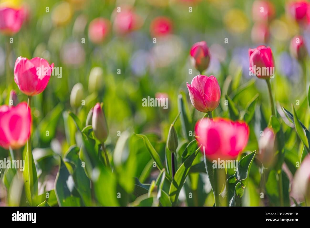 Splendidi tulipani colorati su un paesaggio naturale soleggiato in primavera. Panorama fiorito di tulipani per un amore primaverile nella natura, una romantica carta da sogno Foto Stock