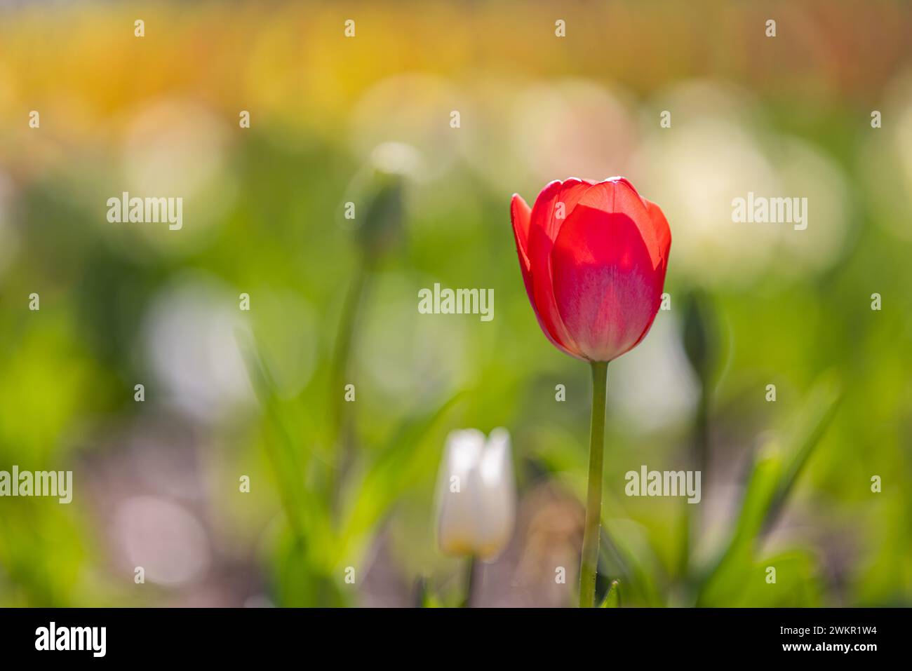 Splendidi tulipani colorati su un paesaggio naturale soleggiato in primavera. Panorama fiorito di tulipani per un amore primaverile nella natura, una romantica carta da sogno Foto Stock