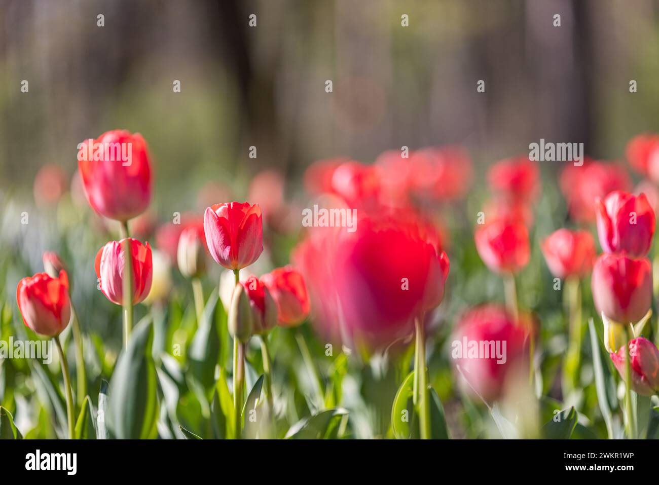 Splendidi tulipani colorati su un paesaggio naturale soleggiato in primavera. Panorama fiorito di tulipani per un amore primaverile nella natura, una romantica carta da sogno Foto Stock
