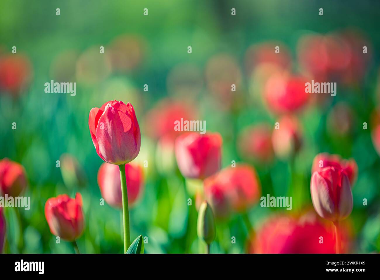 Splendidi tulipani colorati su un paesaggio naturale soleggiato in primavera. Panorama fiorito di tulipani per un amore primaverile nella natura, una romantica carta da sogno Foto Stock