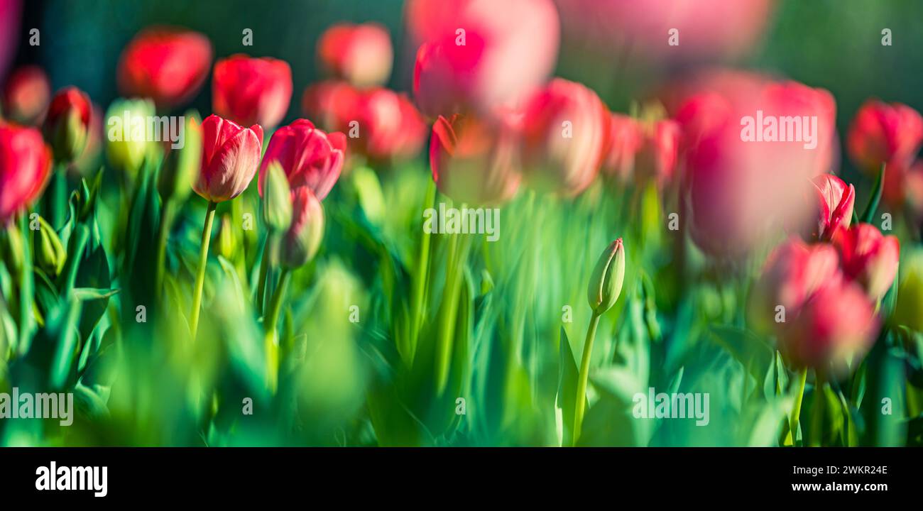 Splendidi tulipani colorati su un paesaggio naturale soleggiato in primavera. Panorama fiorito di tulipani per un amore primaverile nella natura, una romantica carta da sogno Foto Stock