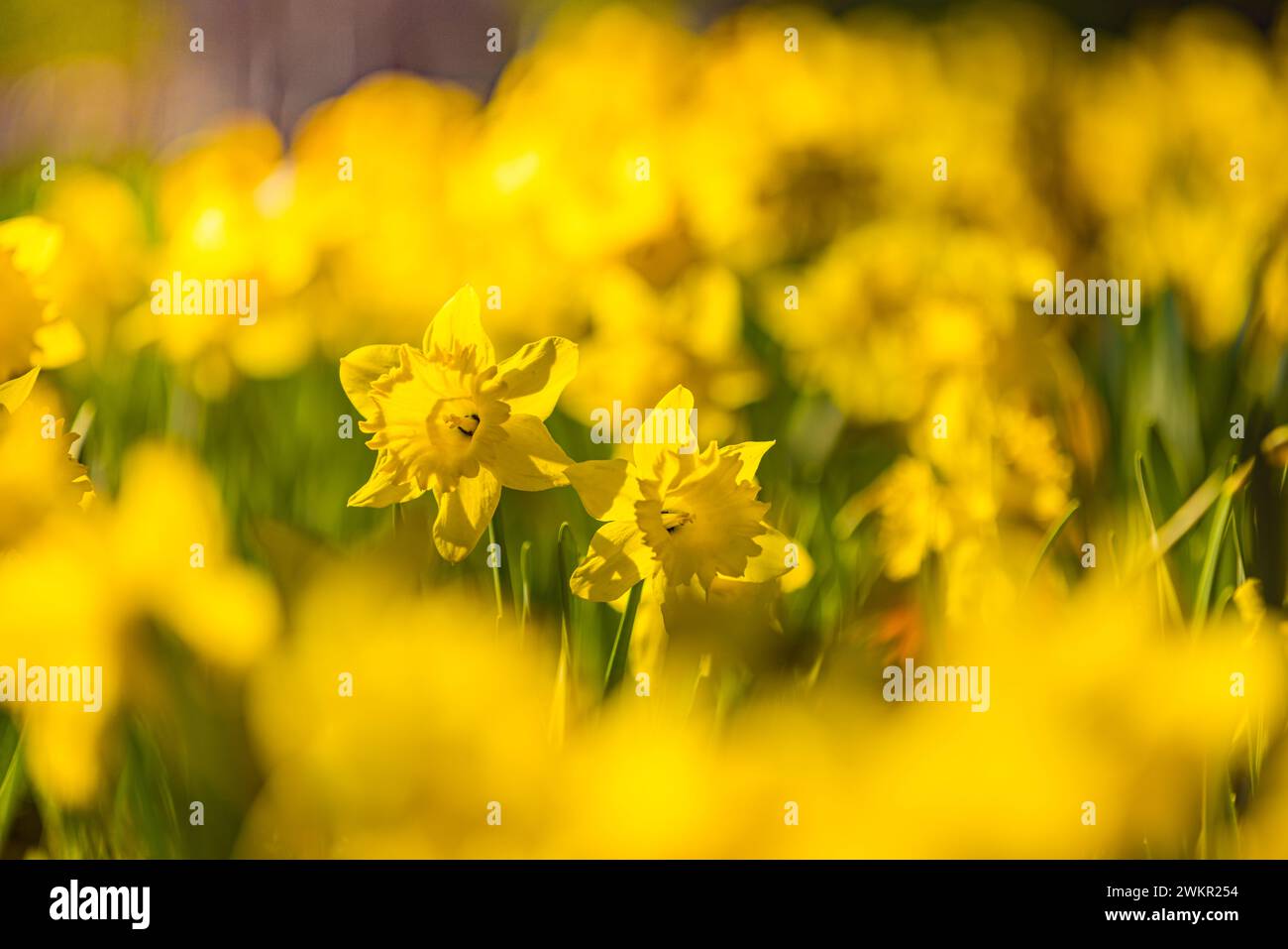 Bellissimi narcisi in fiore freschi, fiori primaverili assolati nella natura selvaggia. Narciso in primavera. Narciso come simbolo della primavera. Campo primaverile Foto Stock