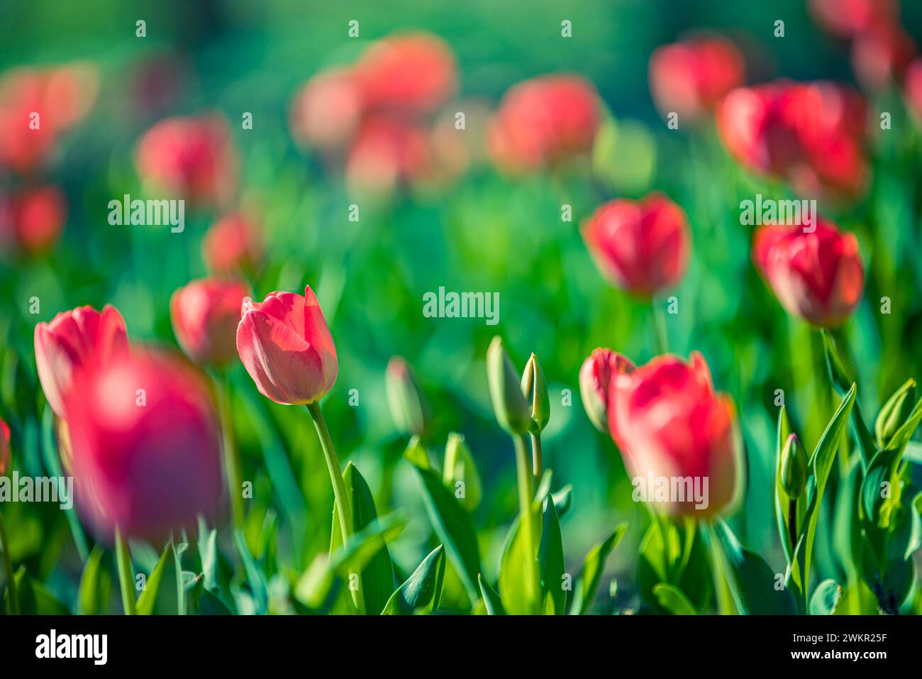 Splendidi tulipani colorati su un paesaggio naturale soleggiato in primavera. Panorama fiorito di tulipani per un amore primaverile nella natura, una romantica carta da sogno Foto Stock