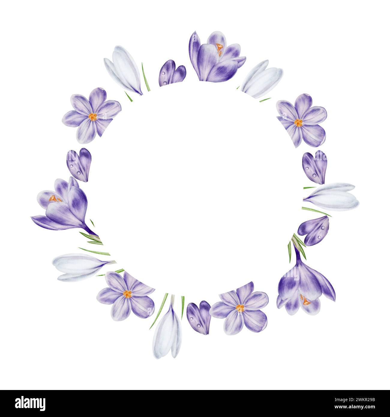 Cornice ad acquerello, logo con fiore di cocco in fiore bianco e viola isolato su sfondo bianco. Modello botanico di primavera e pasqua dipinto a mano sa Foto Stock