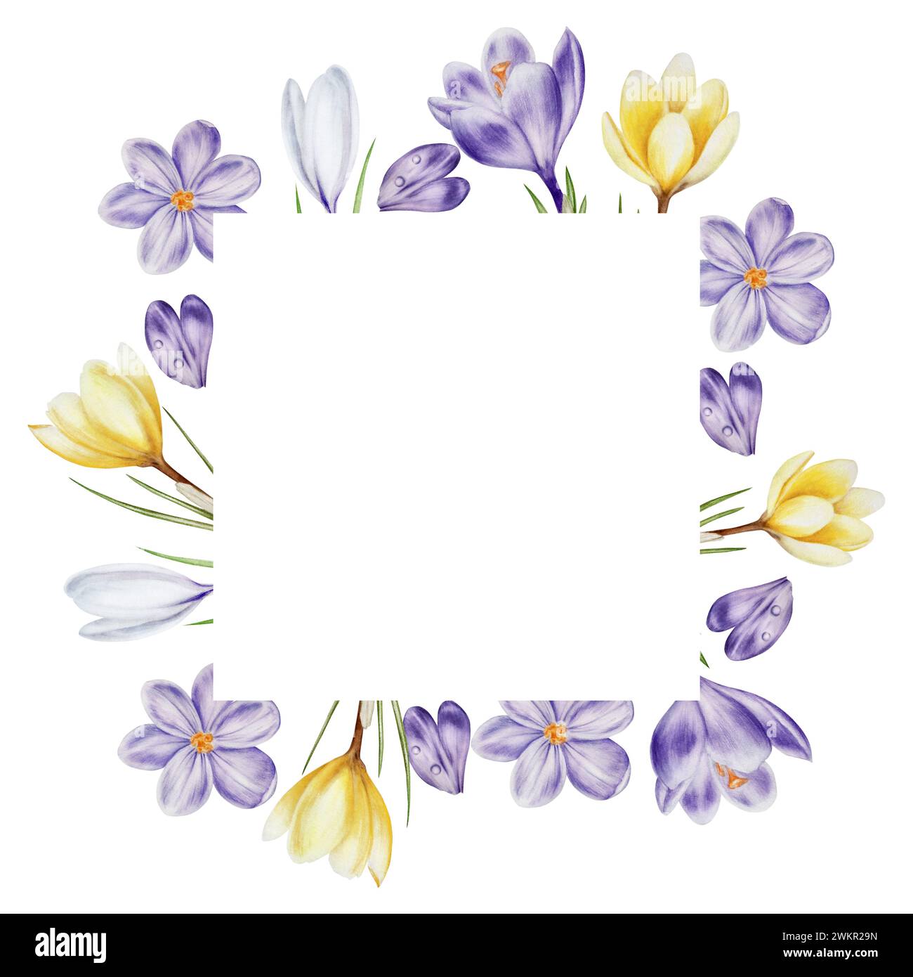 Cornice ad acquerello, logo con fiori di cocco in fiore gialli, viola e bianchi isolati su sfondo bianco. Modello di primavera e pasqua, mano botanica Foto Stock