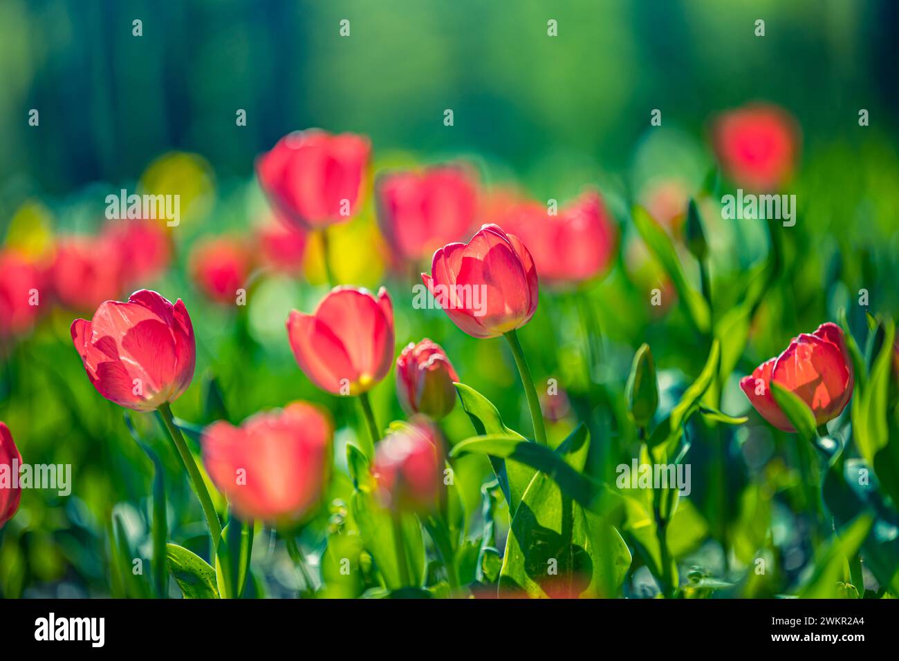 Splendidi tulipani colorati su un paesaggio naturale soleggiato in primavera. Panorama fiorito di tulipani per un amore primaverile nella natura, una romantica carta da sogno Foto Stock