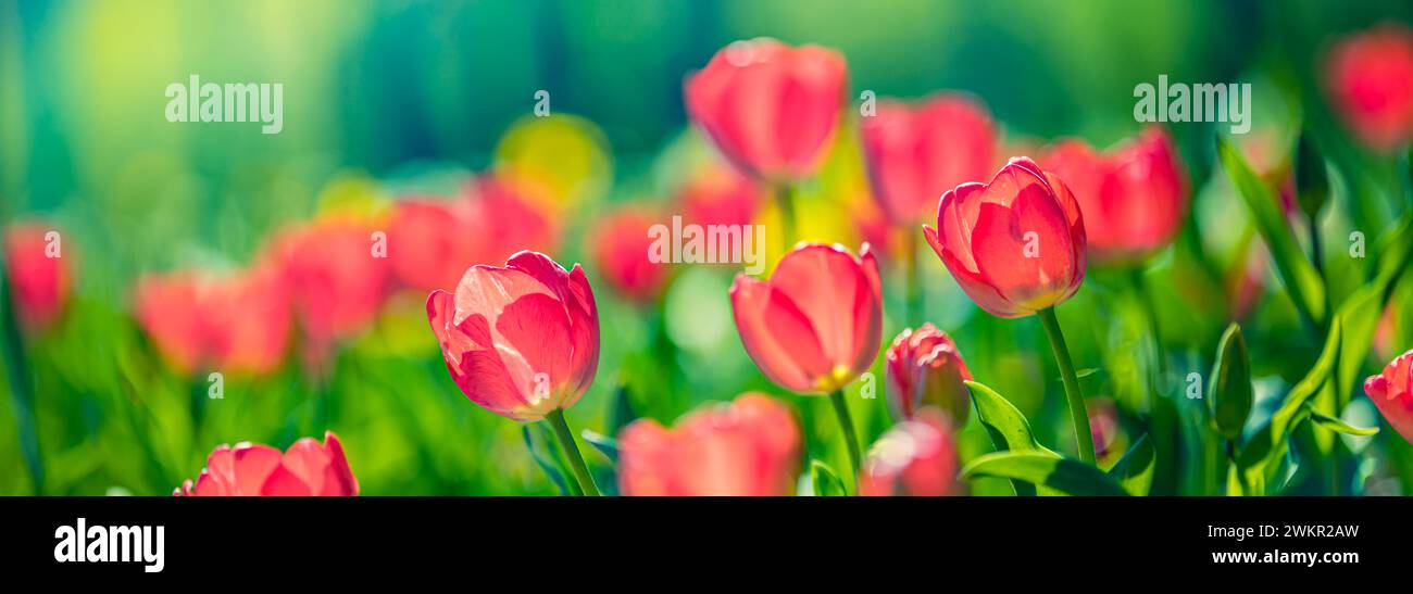 Splendidi tulipani colorati su un paesaggio naturale soleggiato in primavera. Panorama fiorito di tulipani per un amore primaverile nella natura, una romantica carta da sogno Foto Stock
