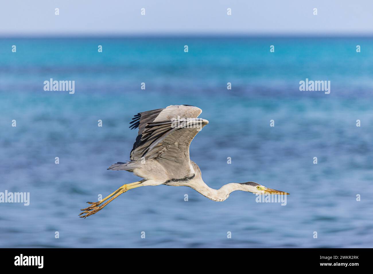 Airone grigio (Ardea cinerea). Vola contro il cielo blu e la laguna tropicale dell'oceano. Uccello gigante, ali di piume a caccia di pesci sull'acqua di mare. Fauna selvatica Foto Stock