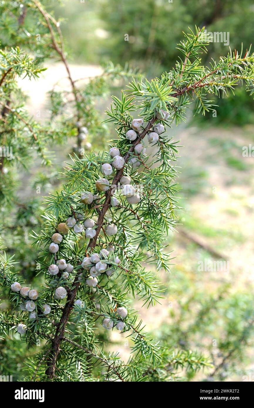 L'Enebro maritimo (Juniperus macrocarpa o Juniperus oxycedrus macrocarpa) è un arbusto di conifere sempreverde originario delle coste sabbiose del regio Mediterraneo Foto Stock