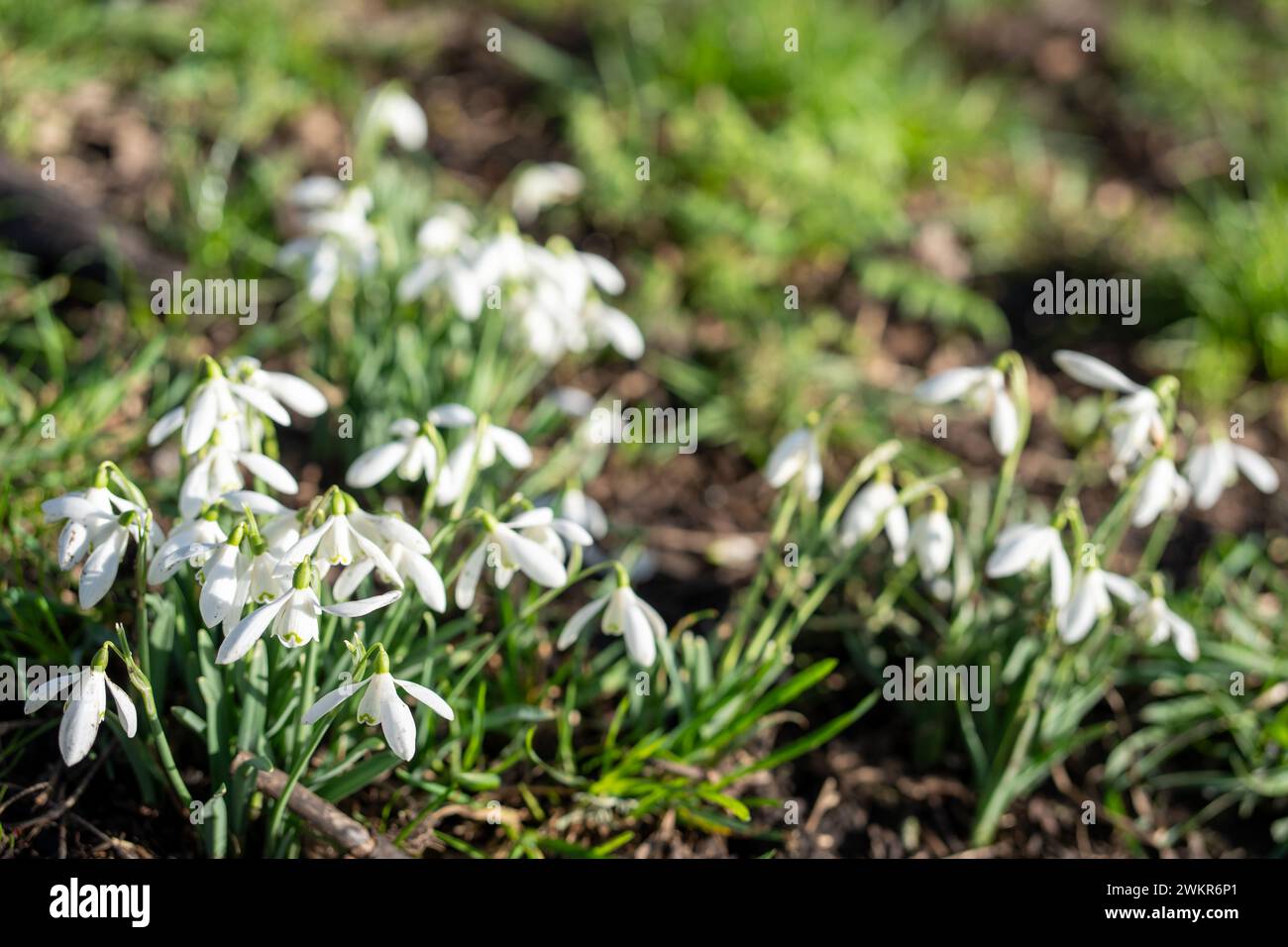 Gocce di neve, o Galanthus all'inizio della primavera. Messa a fuoco selettiva. Sfondo naturale. Foto Stock