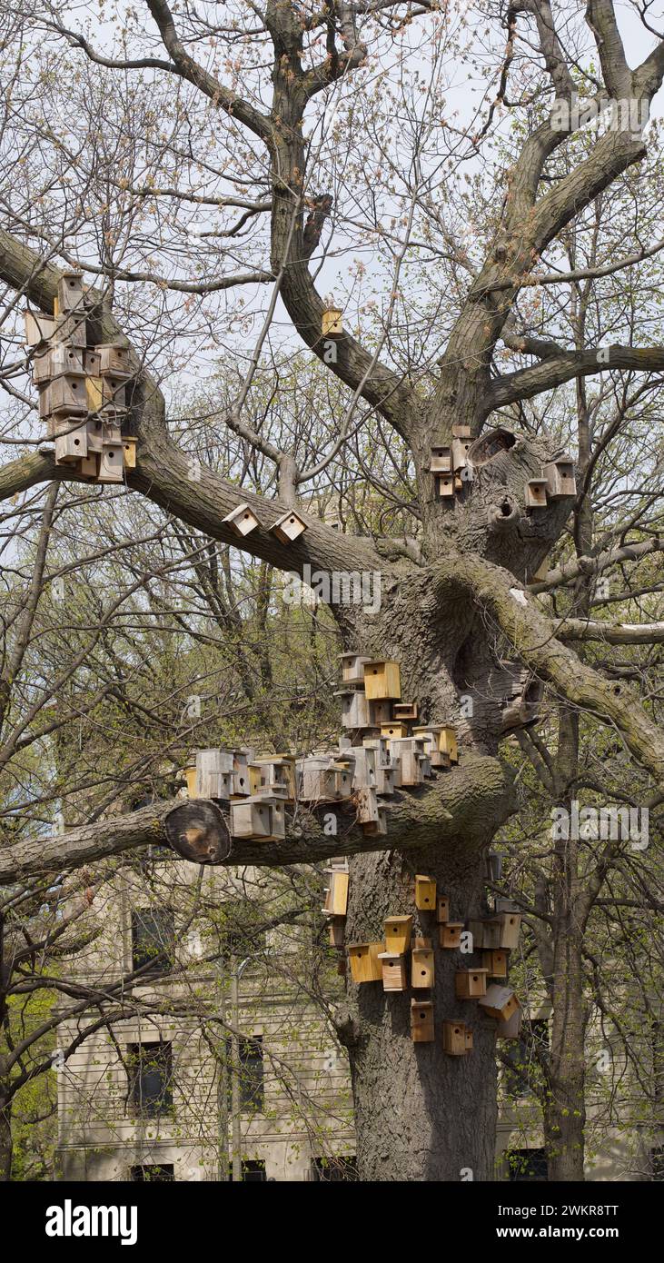 Un albero con casette per uccelli appese ai rami in un ambiente esterno stravagante Foto Stock